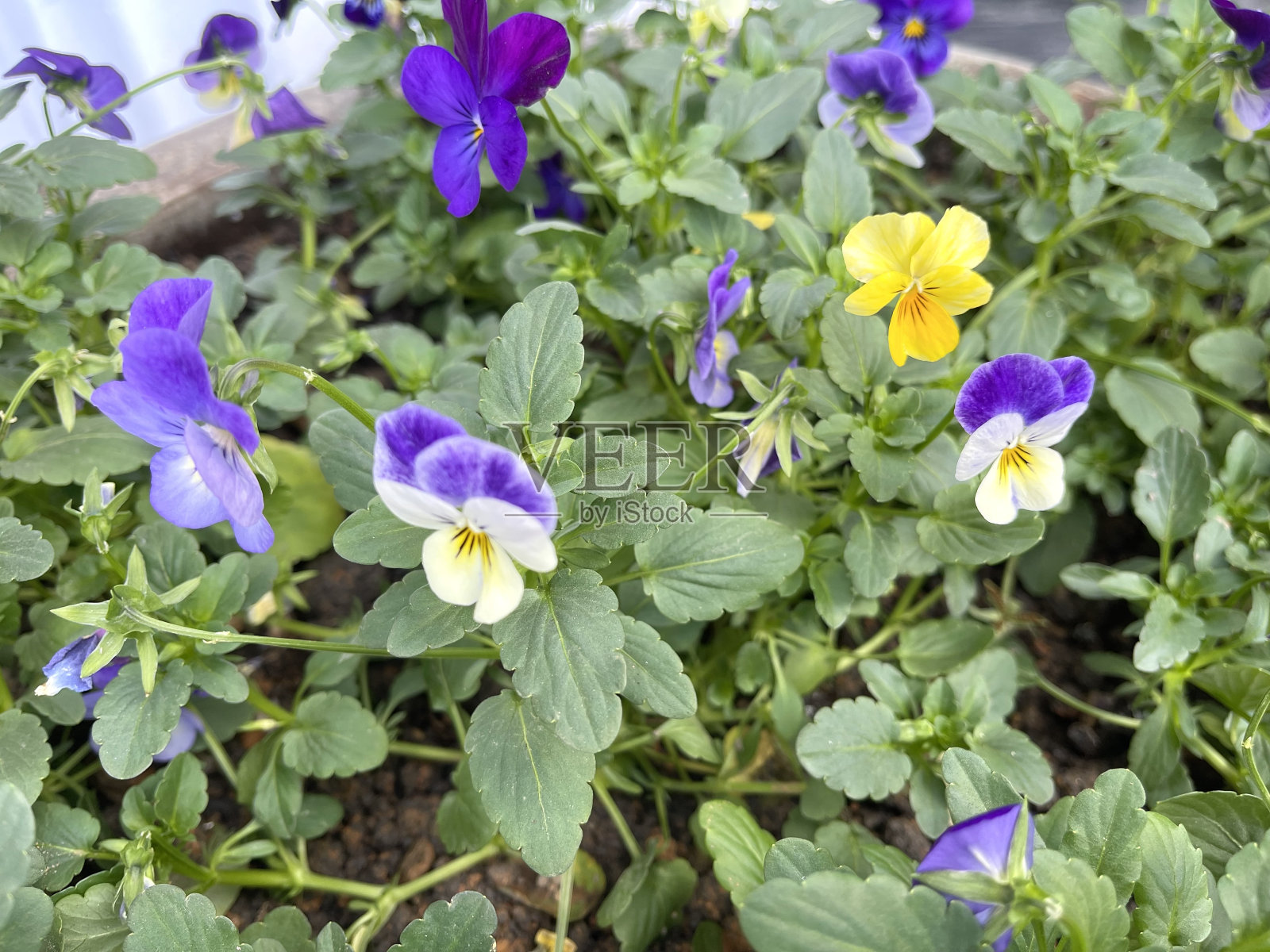 仙客来花在花园里盛开照片摄影图片