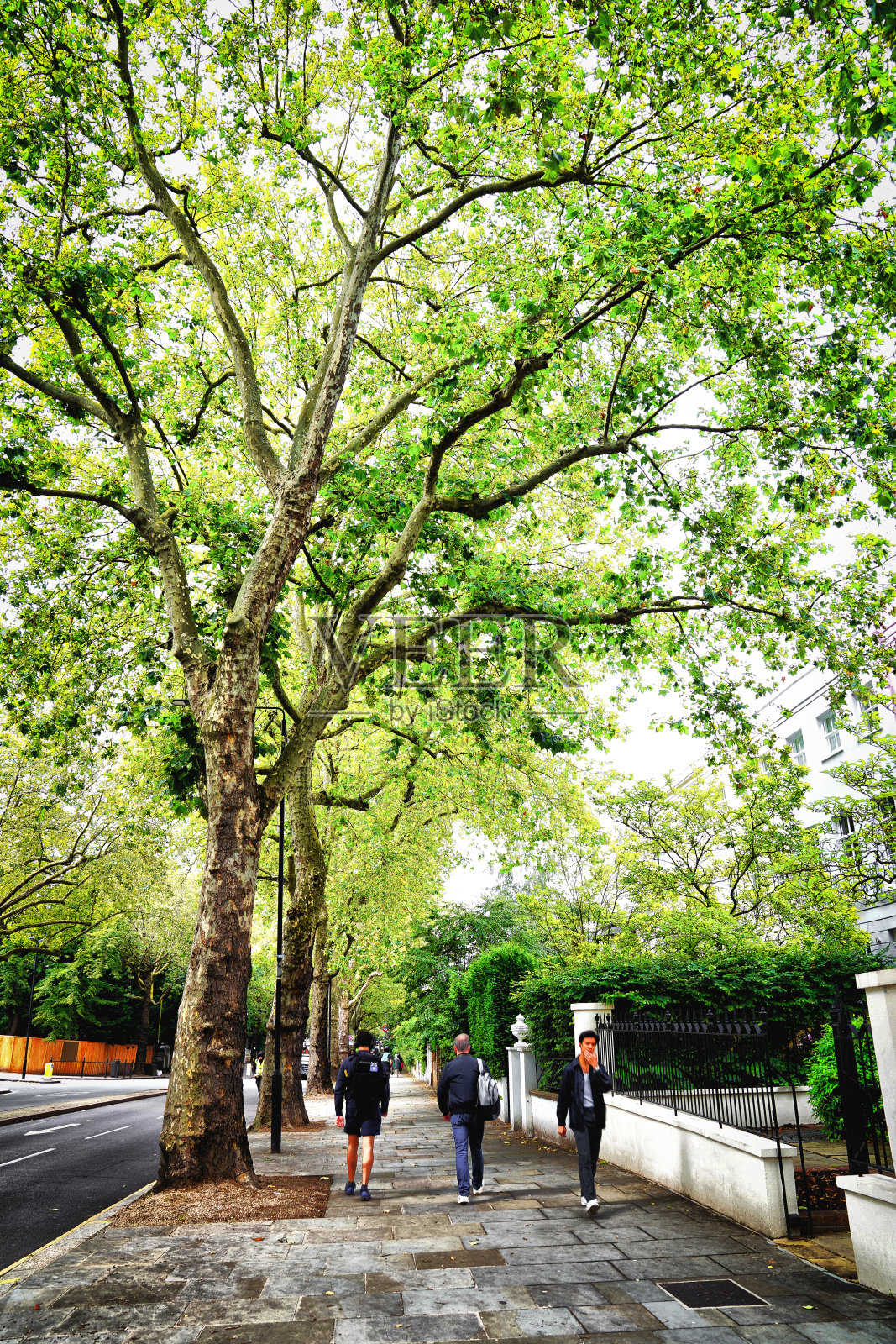 荷兰公园大道，大树，高街，大道，A402路的一部分，肯辛顿和切尔西皇家自治市，W11伦敦，英格兰，英国，大不列颠，欧洲照片摄影图片
