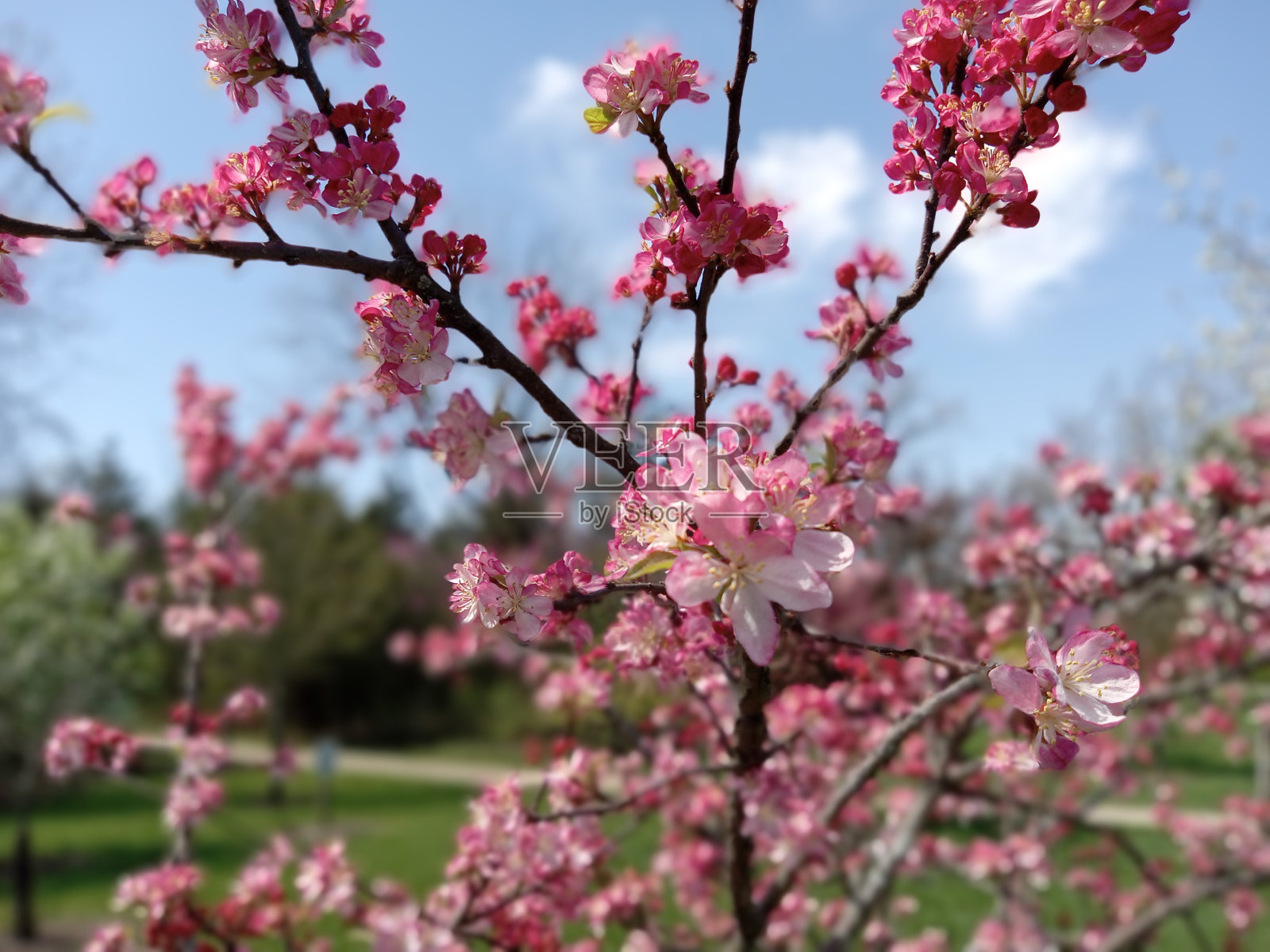 海棠的花朵照片摄影图片