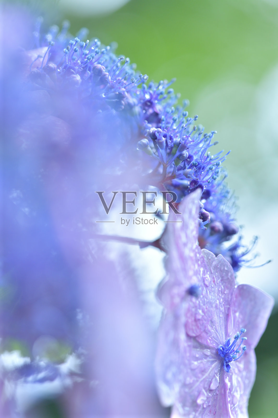 春天的植物和雨水照片摄影图片