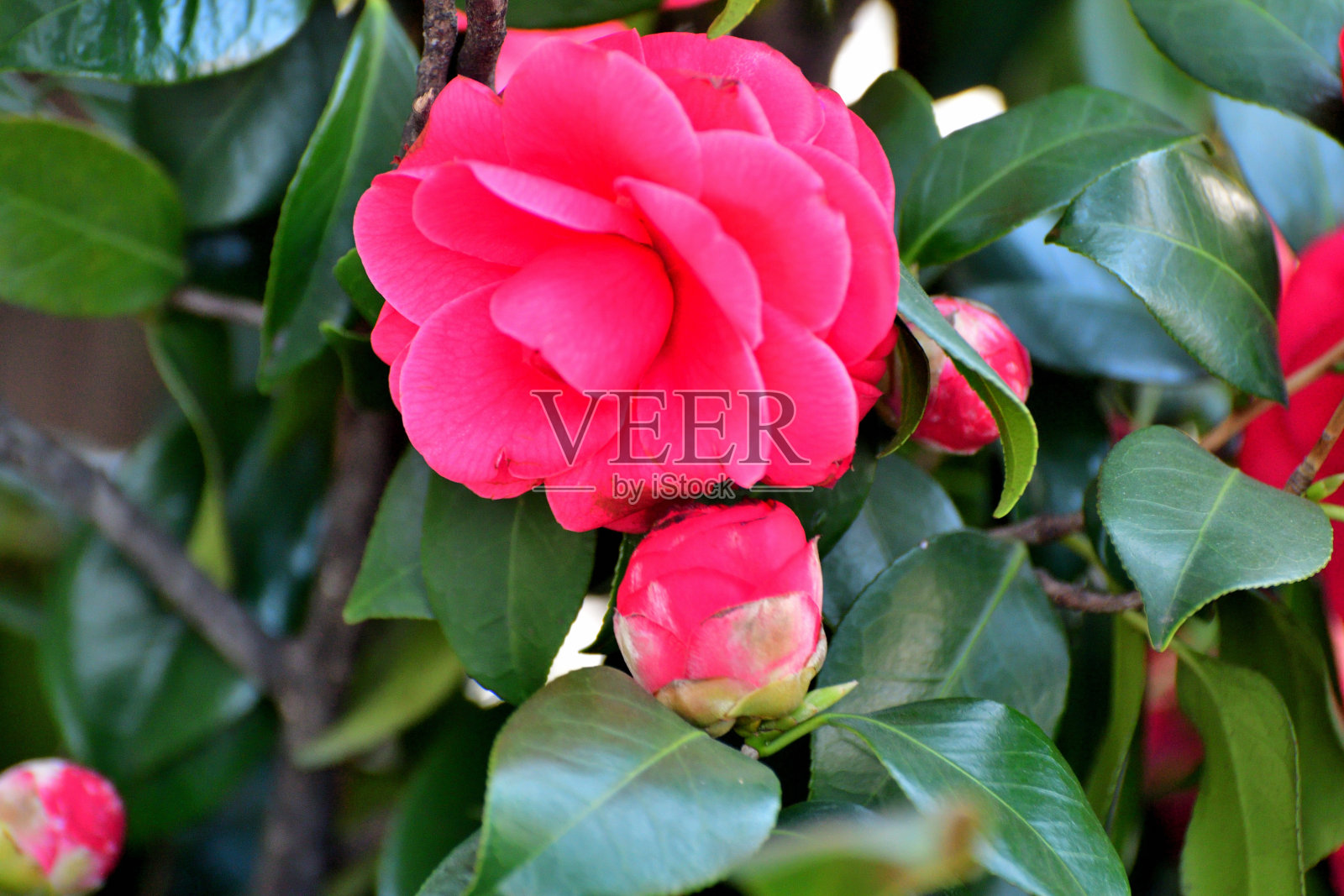日本山茶花:深色，有光泽的叶子，有各种颜色的美丽花簇照片摄影图片