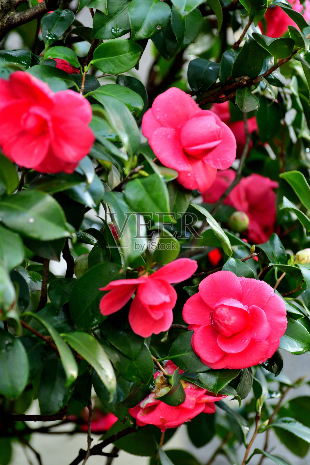 日本山茶花:深色，有光泽的叶子，有各种颜色的美丽花簇照片摄影图片