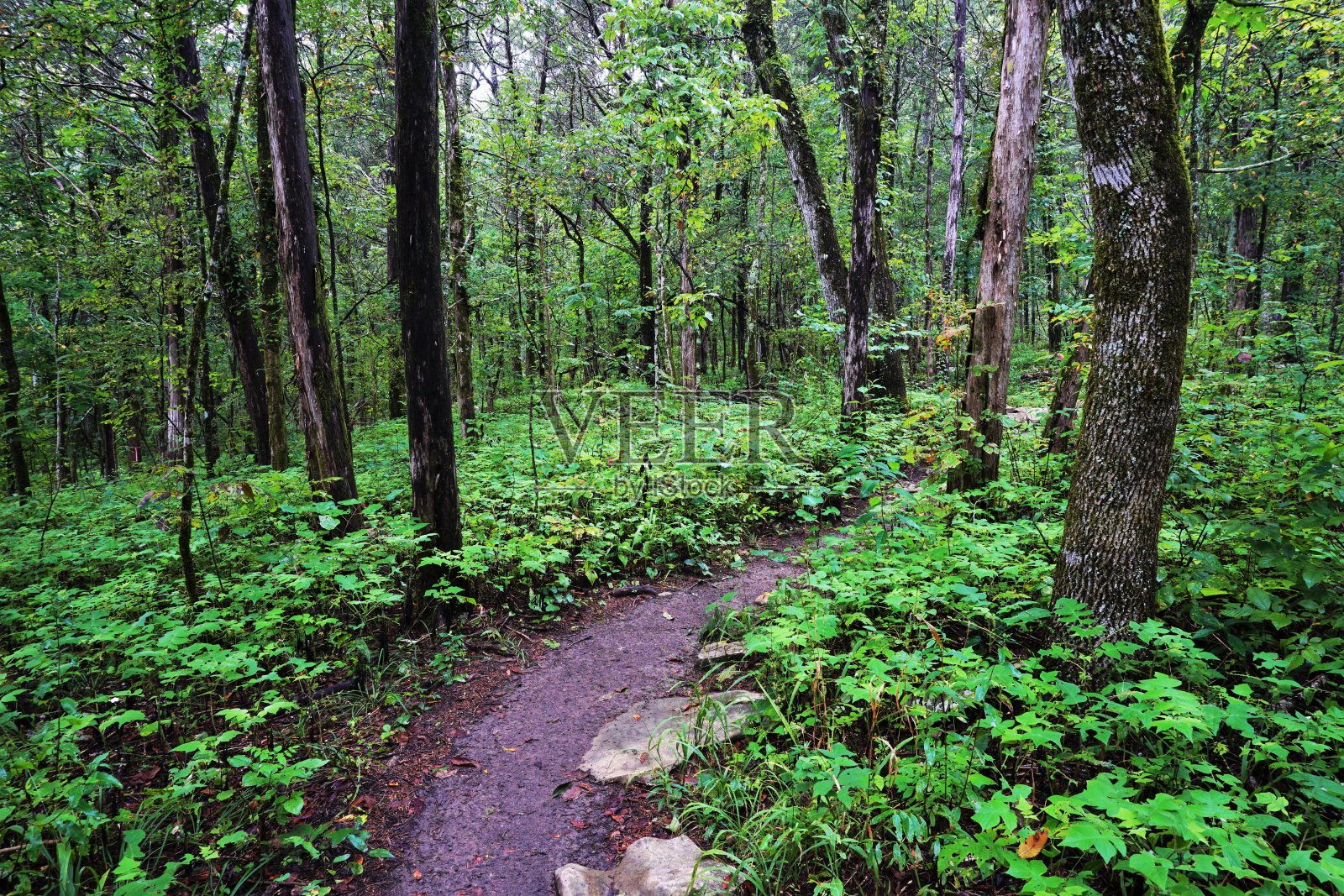 202008斯蒂芬斯峡洞阿拉巴马州保护区照片摄影图片