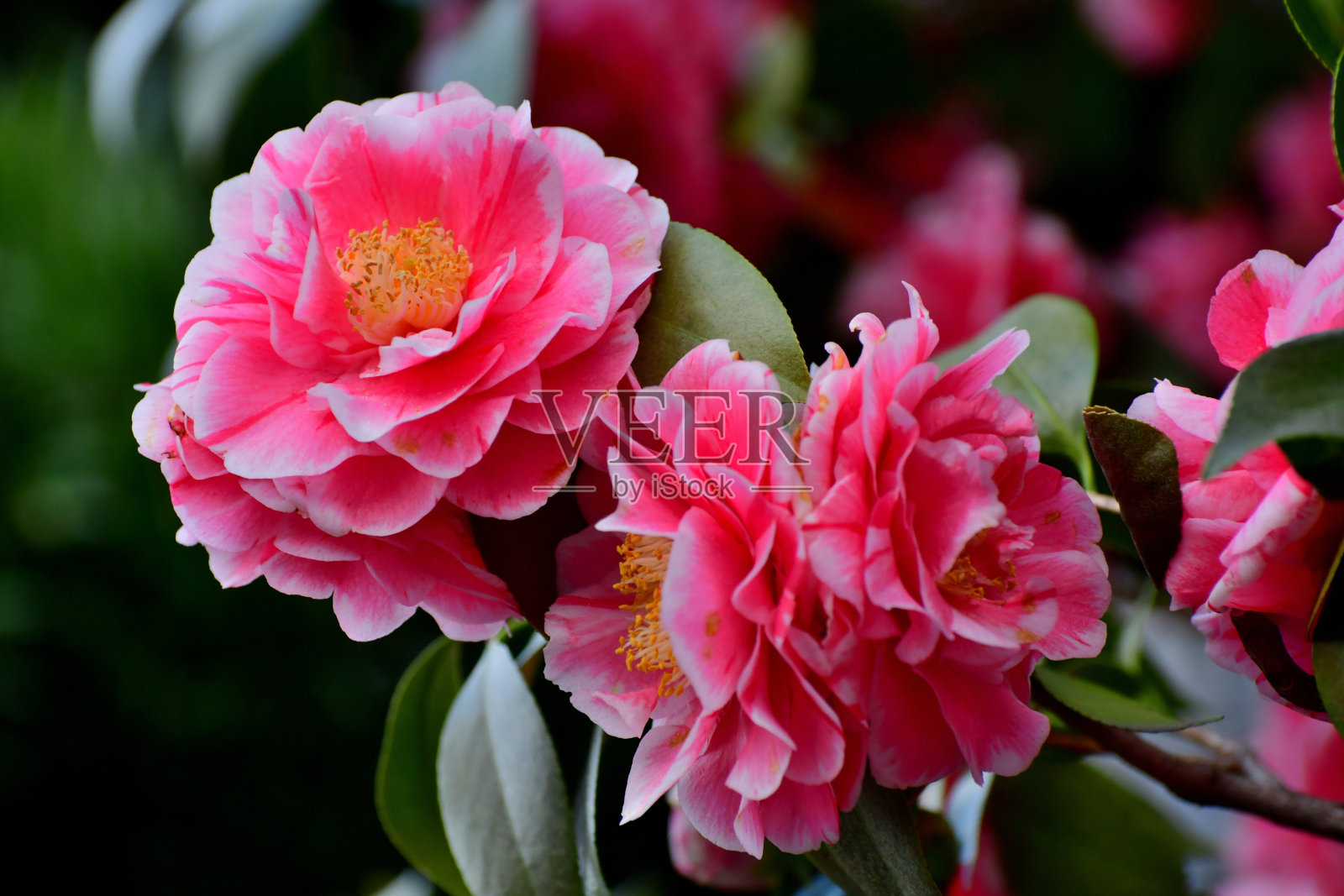 日本山茶花:深色，有光泽的叶子，有各种颜色的美丽花簇照片摄影图片