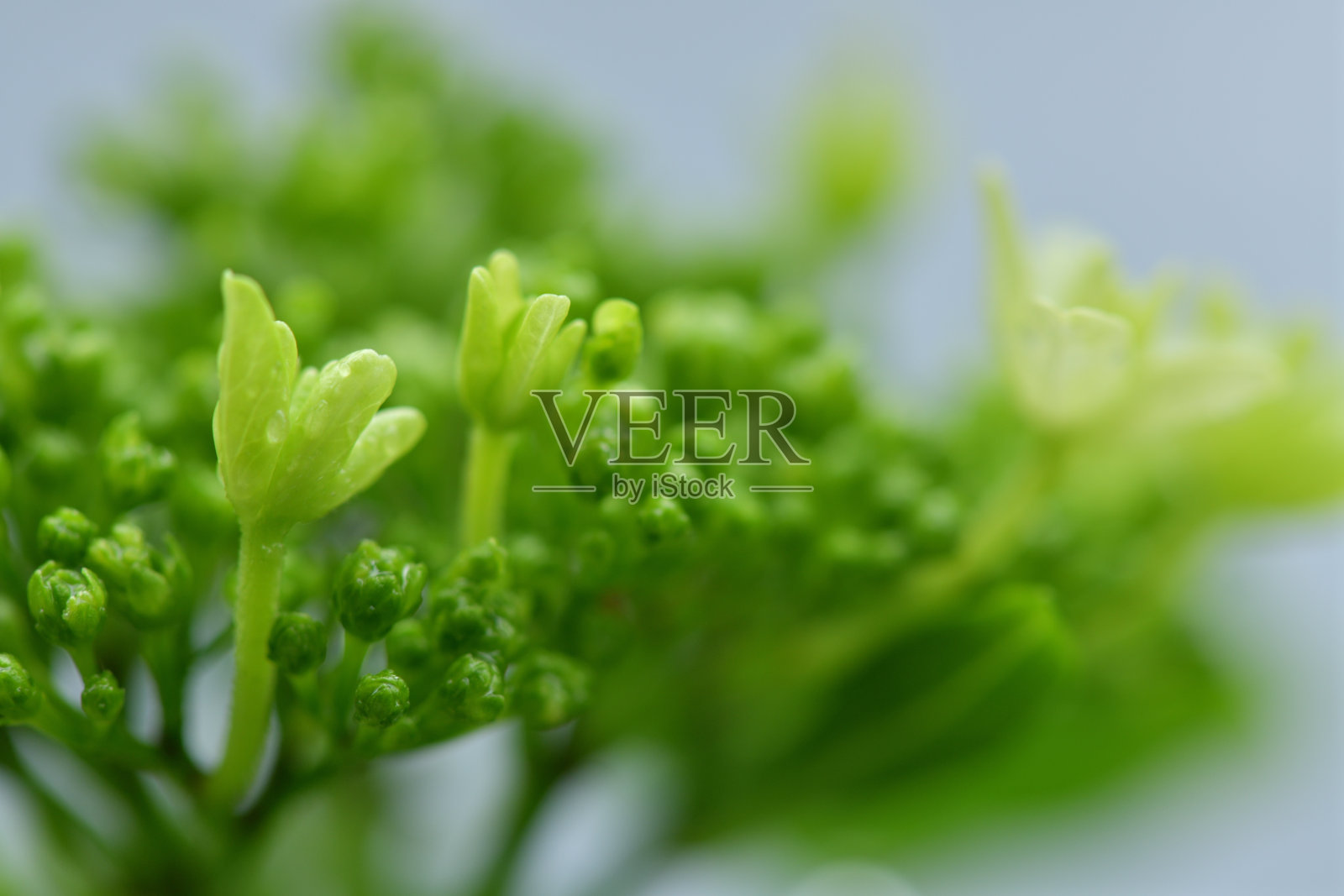 春天的植物和雨水照片摄影图片