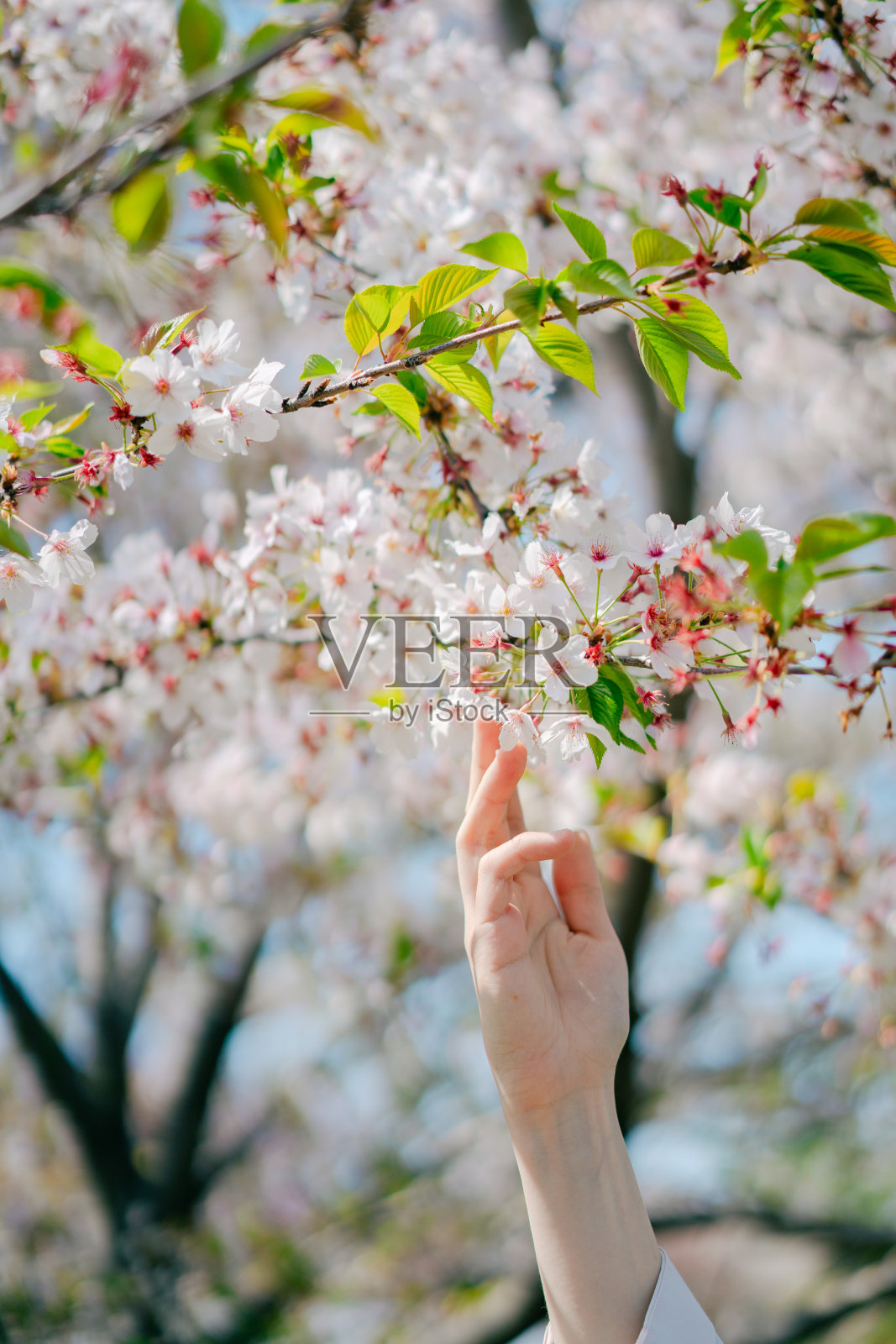 把你的手放在樱花上照片摄影图片
