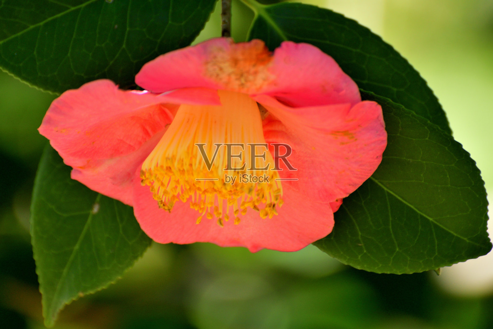 日本山茶花:深色，有光泽的叶子，有各种颜色的美丽花簇照片摄影图片