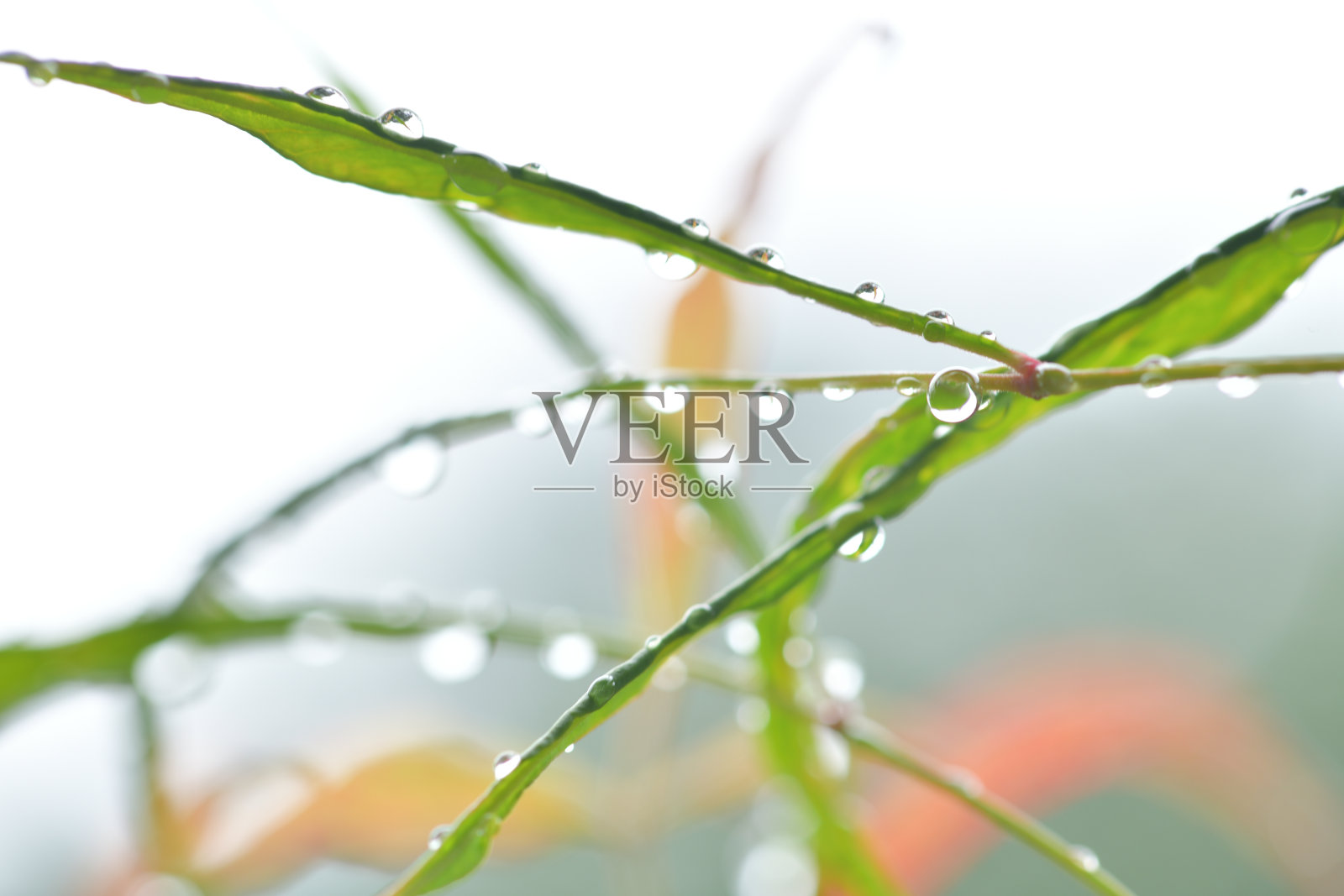 春天的植物和雨水照片摄影图片