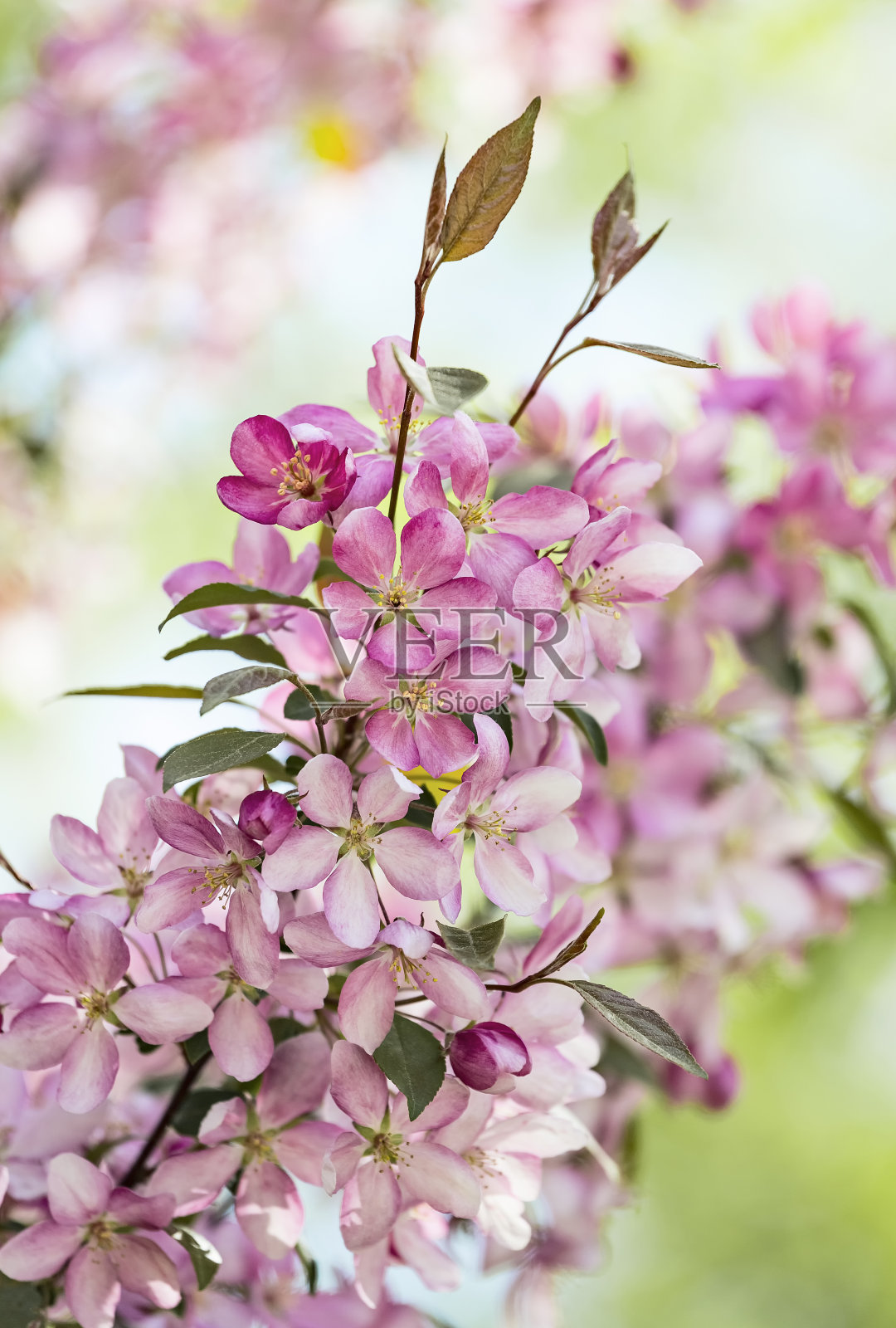 乌克兰哈尔科夫户外花园中盛开的粉红色海棠观赏苹果海棠树。亚洲苹果，中国蟹，海棠或中国开花苹果粉色花朵的特写照片。照片摄影图片