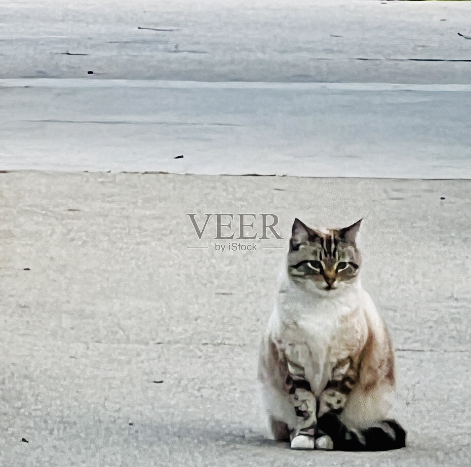 平静的猫照片摄影图片