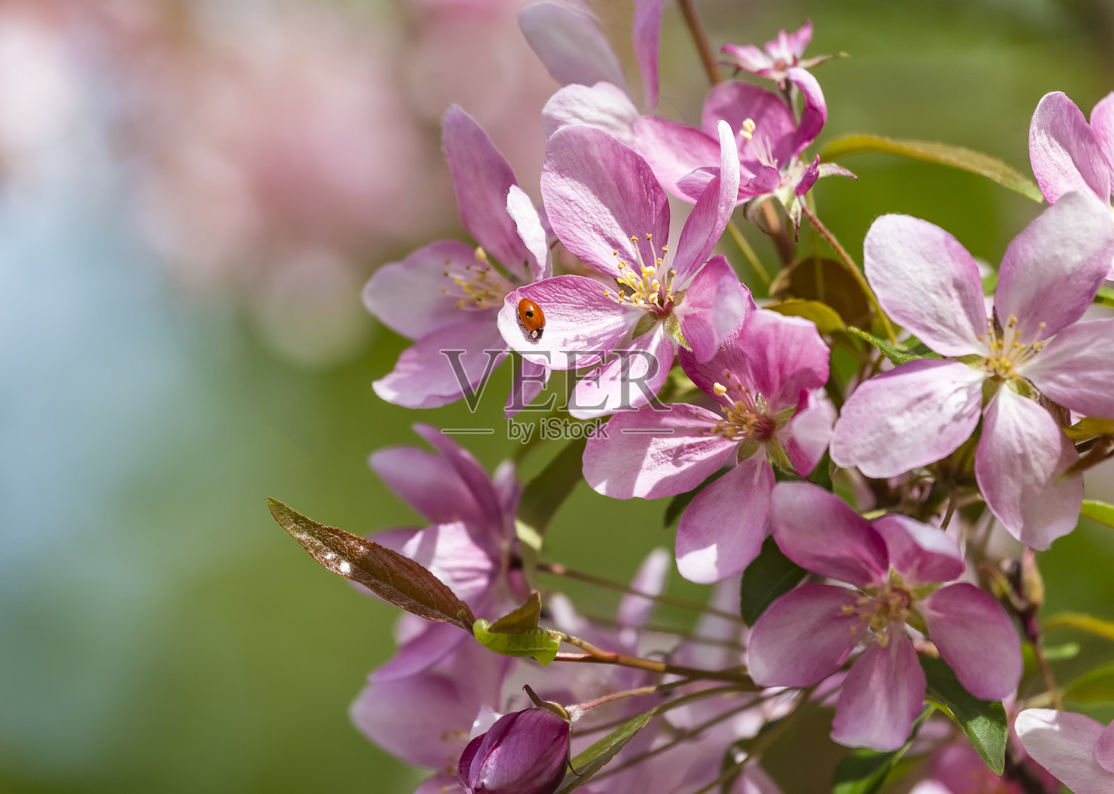 乌克兰哈尔科夫户外花园中盛开的粉红色海棠观赏苹果海棠树。亚洲苹果，中国蟹，海棠或中国开花苹果粉色花朵的特写照片。照片摄影图片