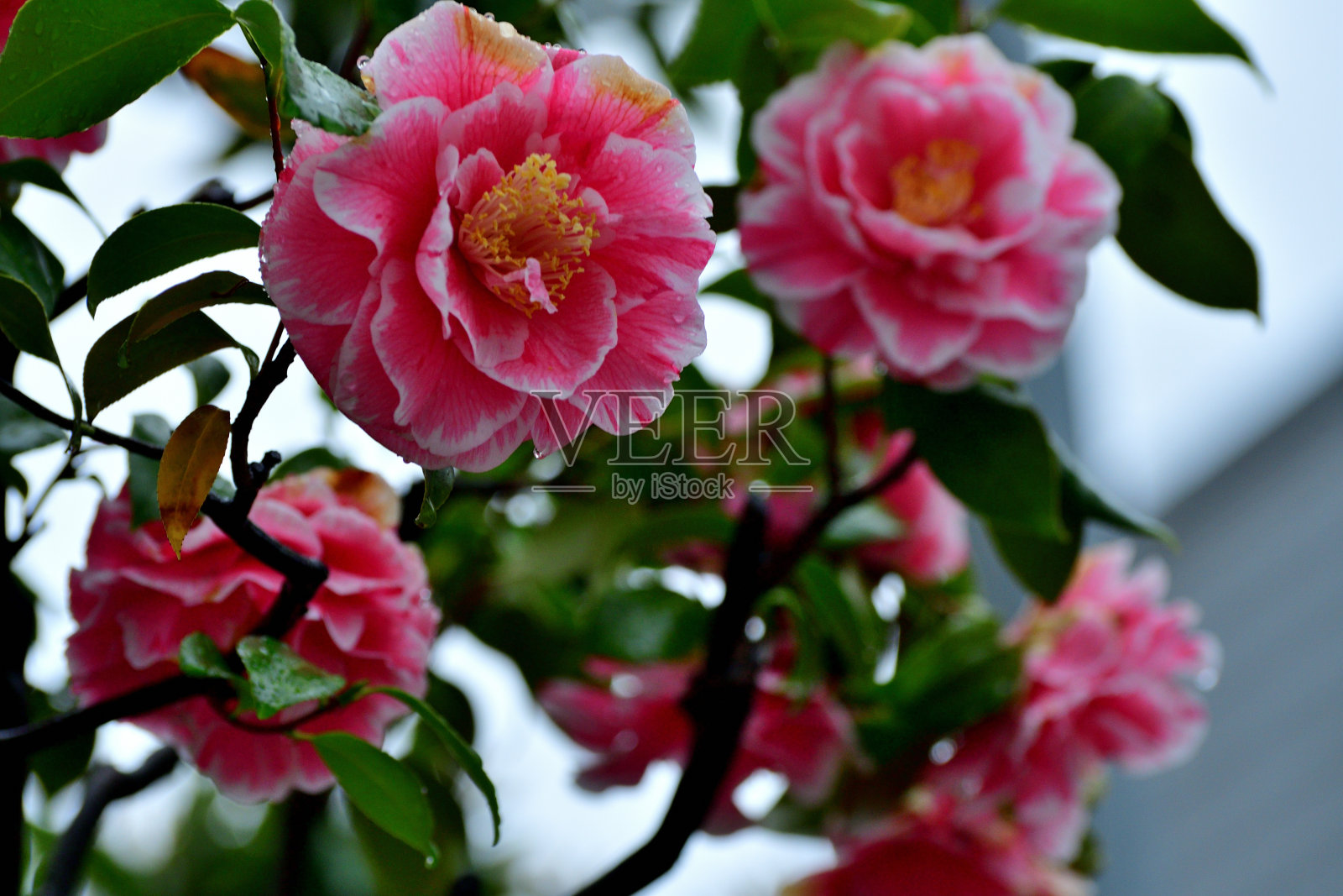 日本山茶花:深色，有光泽的叶子，有各种颜色的美丽花簇照片摄影图片