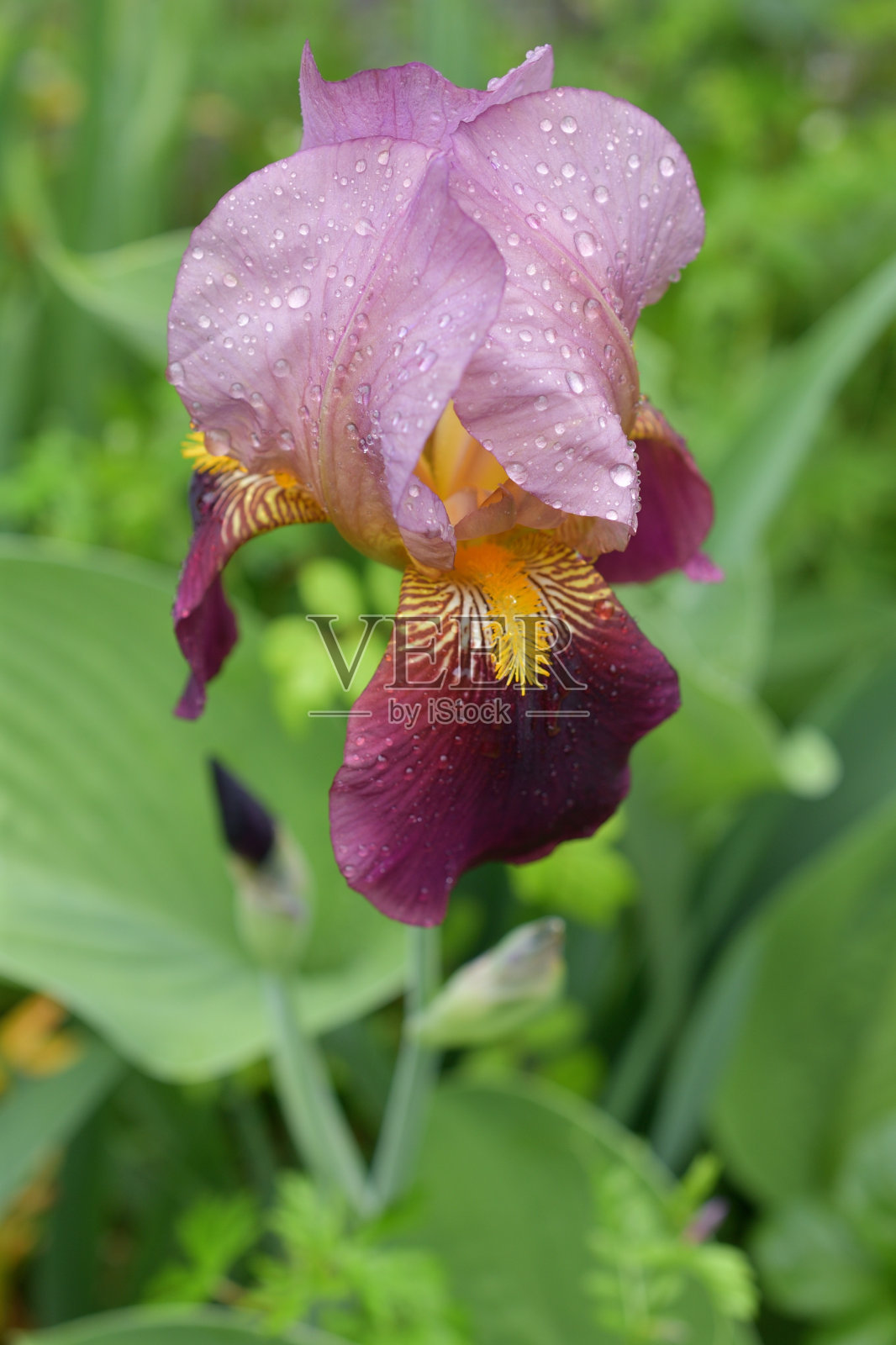 春天的植物和雨水照片摄影图片