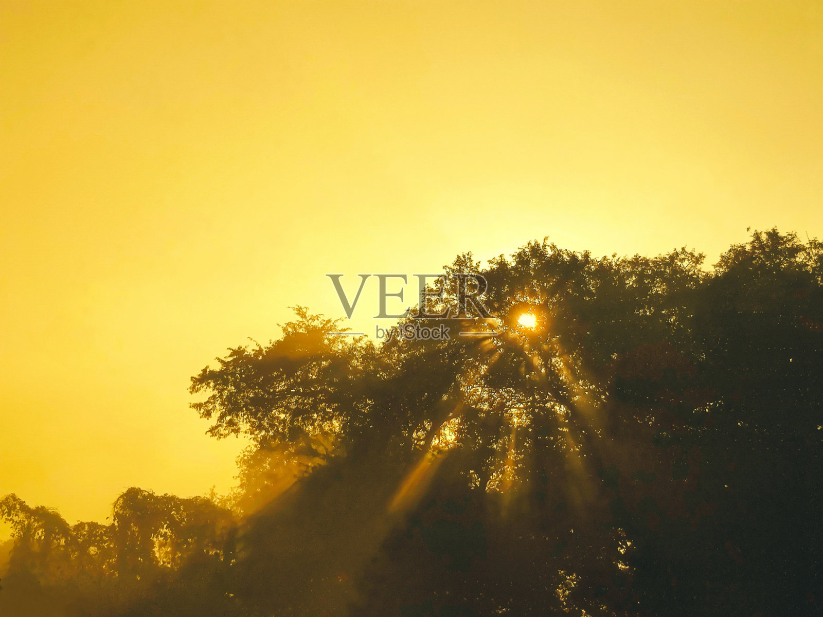 阳光穿过树照片摄影图片