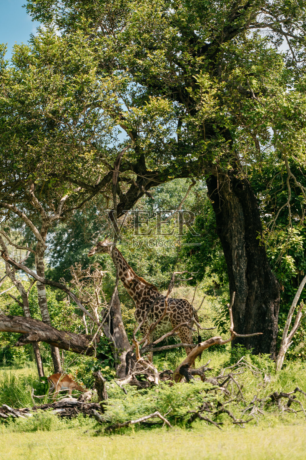 长颈鹿在它们真正的栖息地。非洲大草原上的长颈鹿。坦桑尼亚的长颈鹿照片摄影图片