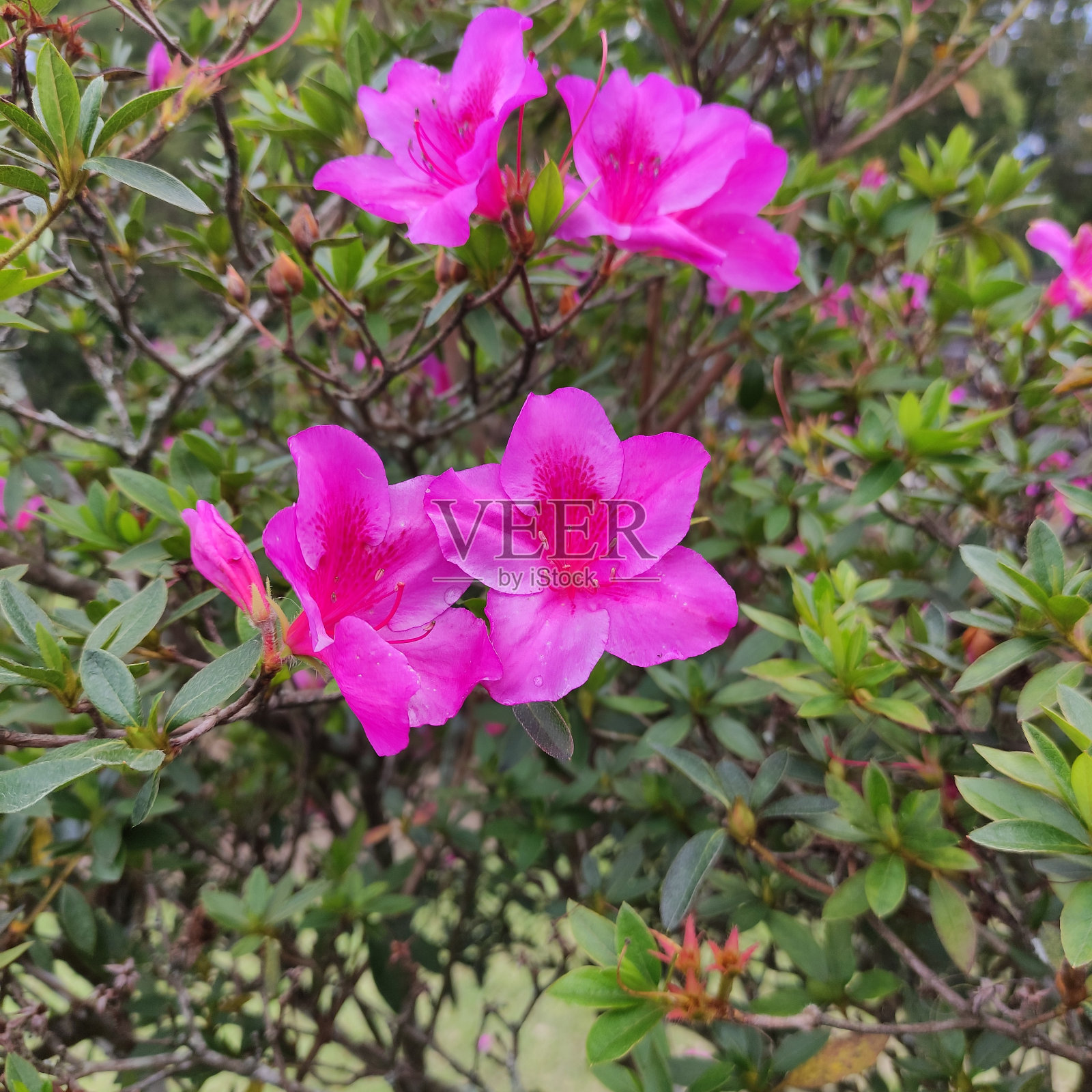 美丽的杜鹃花。在印度尼西亚中爪哇的Cetho寺庙旅游花园里盛开照片摄影图片