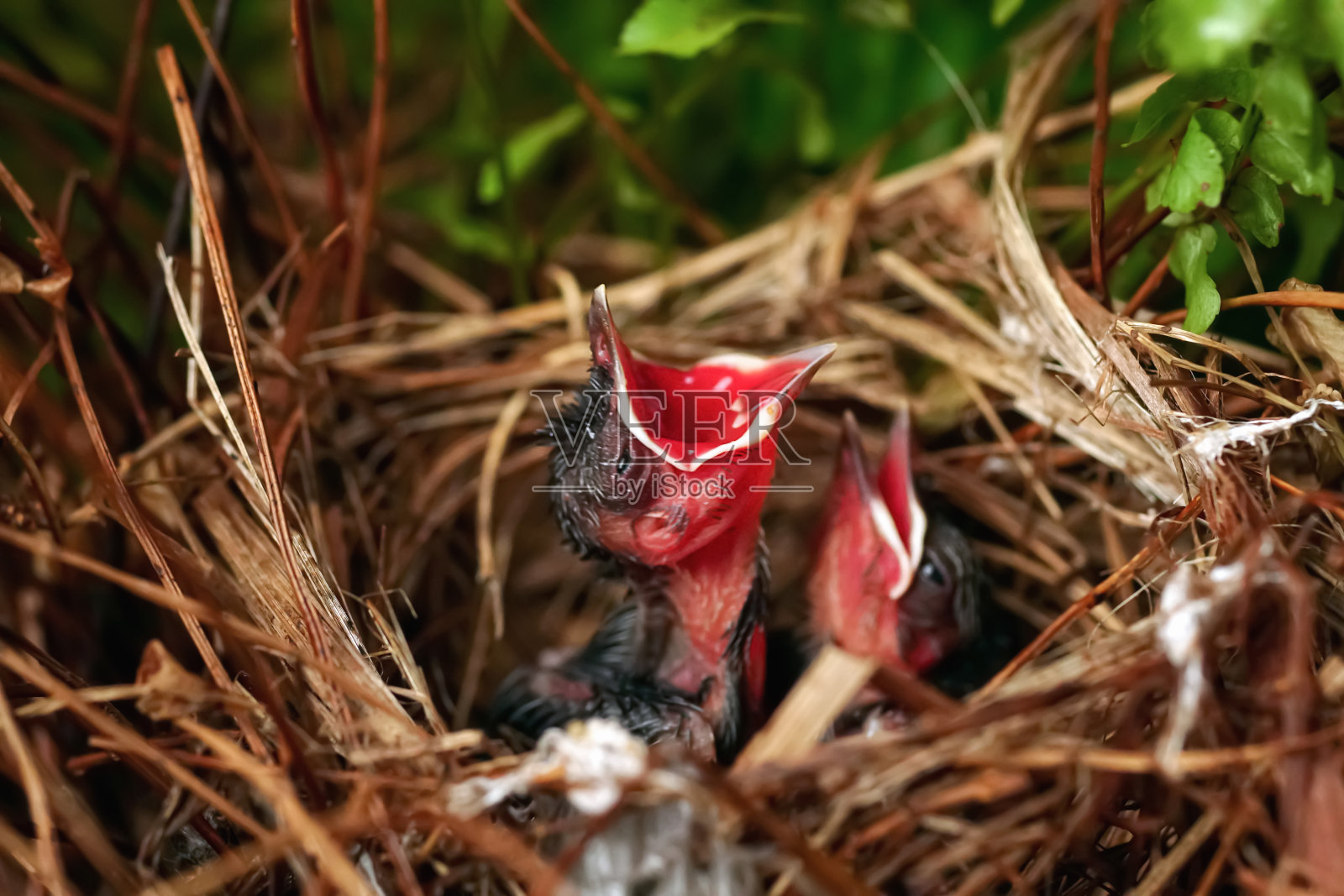两只饥饿的新生小鸟在树上的巢里。幼鸟张开嘴等待父母的食物。照片摄影图片