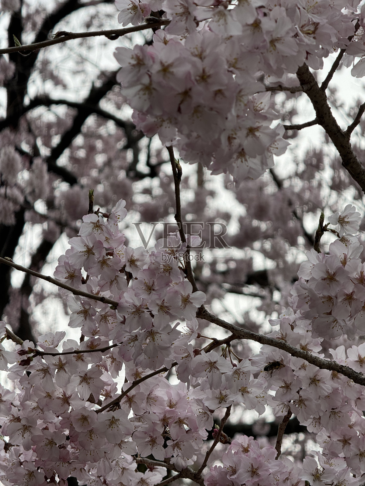 樱花照片摄影图片