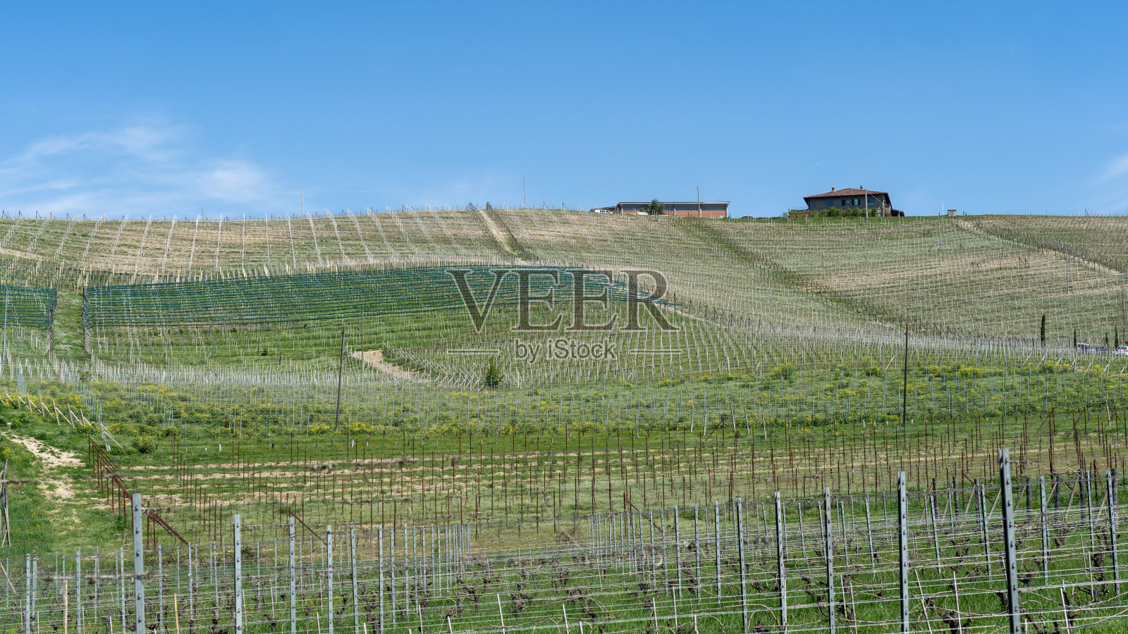 春天，意大利皮埃蒙特朗赫葡萄园令人惊叹的景观。葡萄酒路线。联合国教科文组织世界遗产。自然的比赛。一排排的葡萄园照片摄影图片