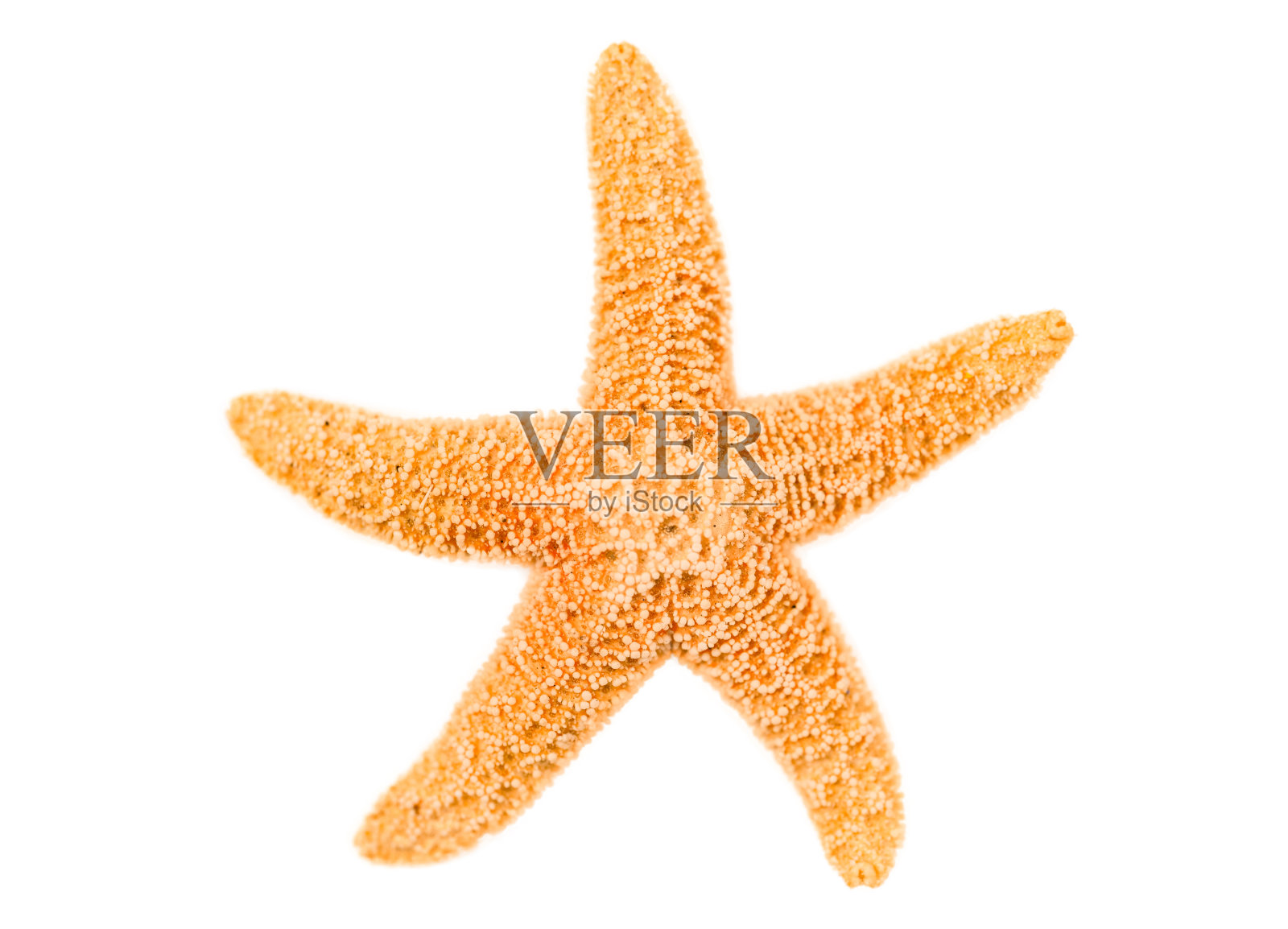 孤立在白色的海星照片摄影图片