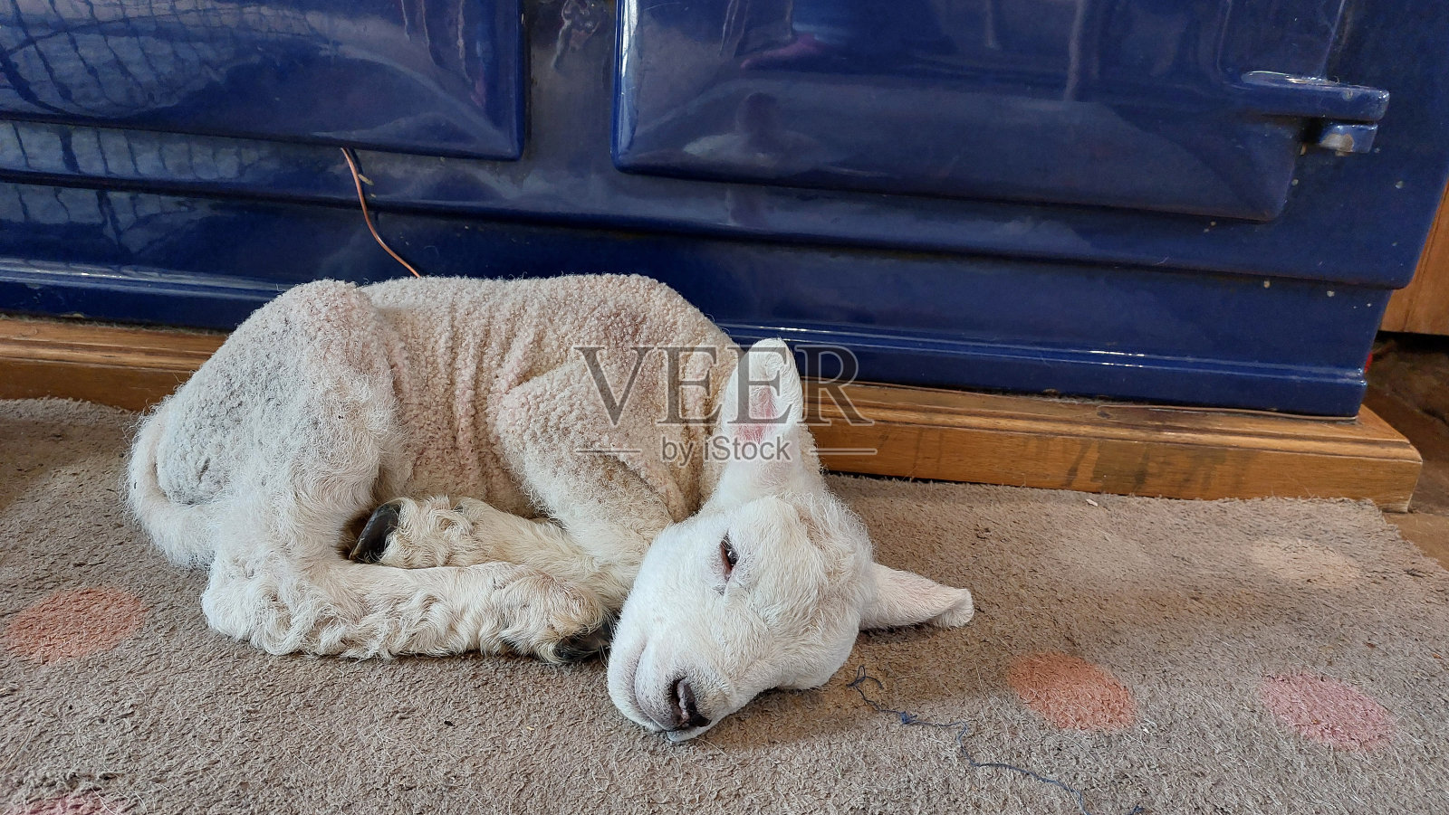 刚出生的小羊羔在农舍的厨房里取暖照片摄影图片