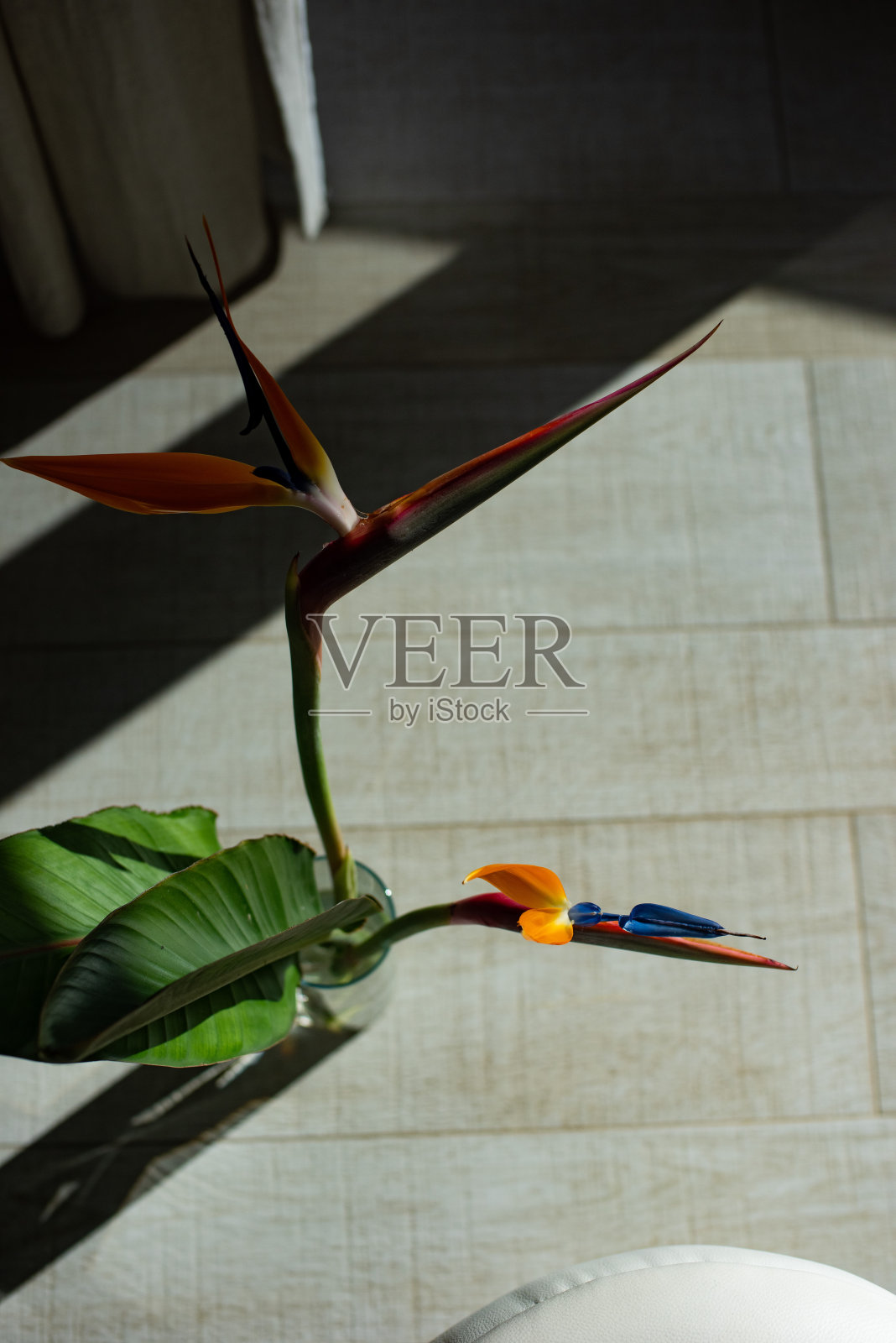 天堂鸟，植物在房子里照片摄影图片