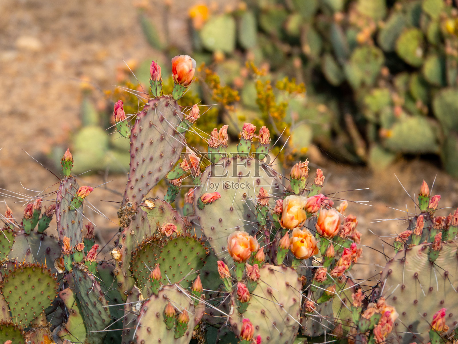 仙人掌上的黄色花朵。照片摄影图片