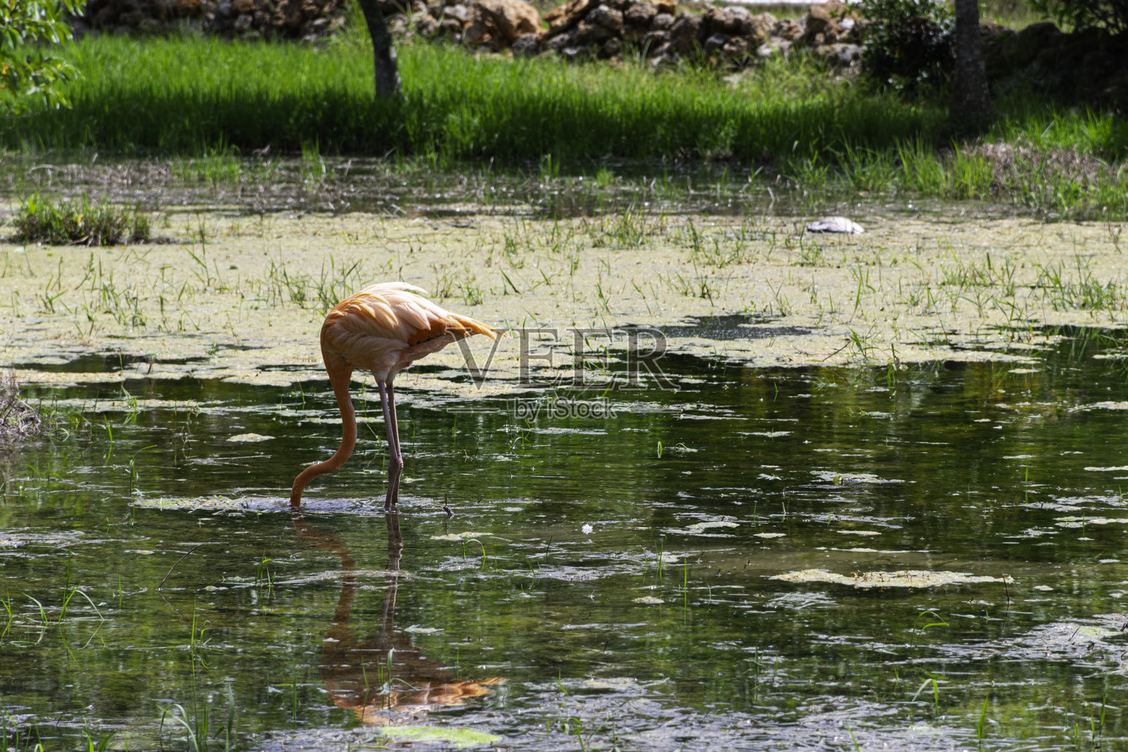 火烈鸟照片摄影图片