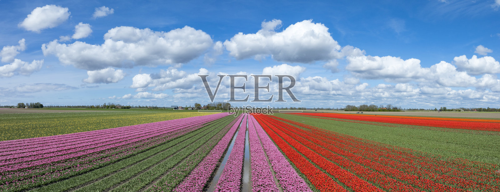 从上面看春天在农田里生长的郁金香照片摄影图片