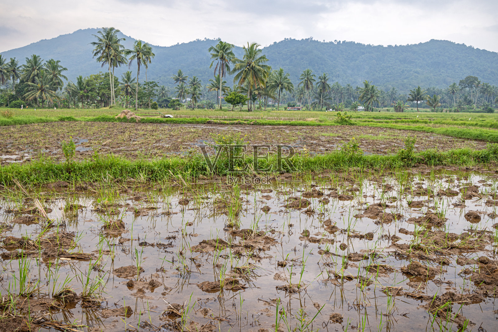 泥泞稻田照片摄影图片