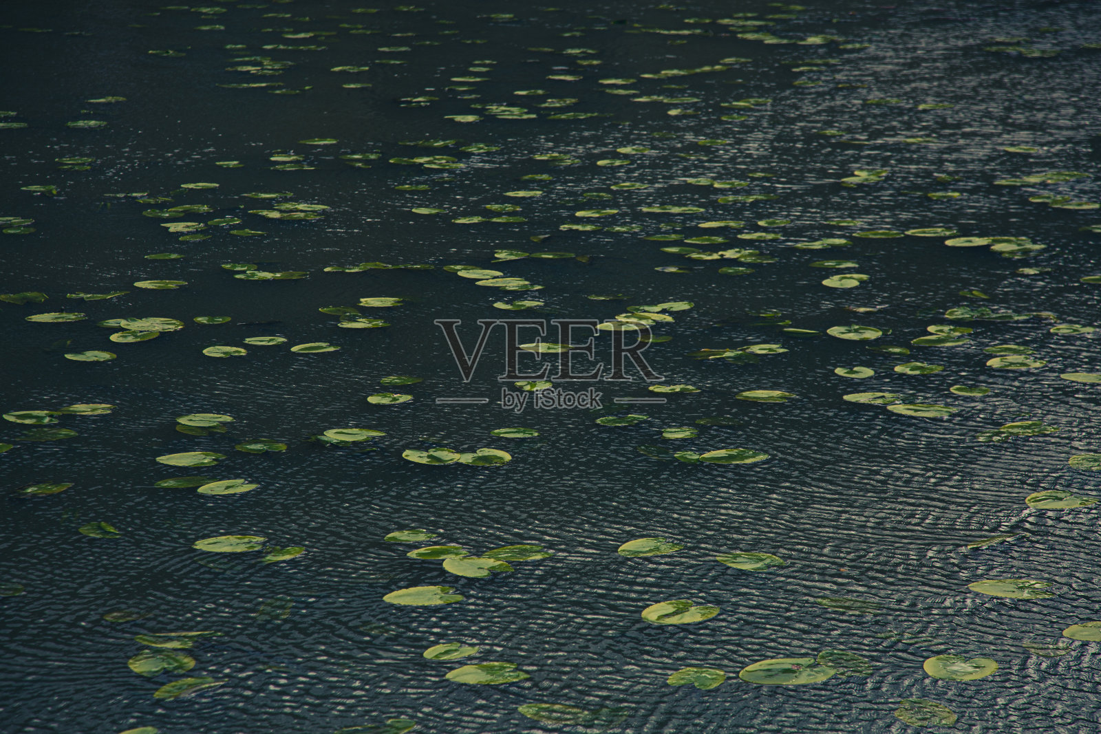 睡莲的叶子在水中照片摄影图片