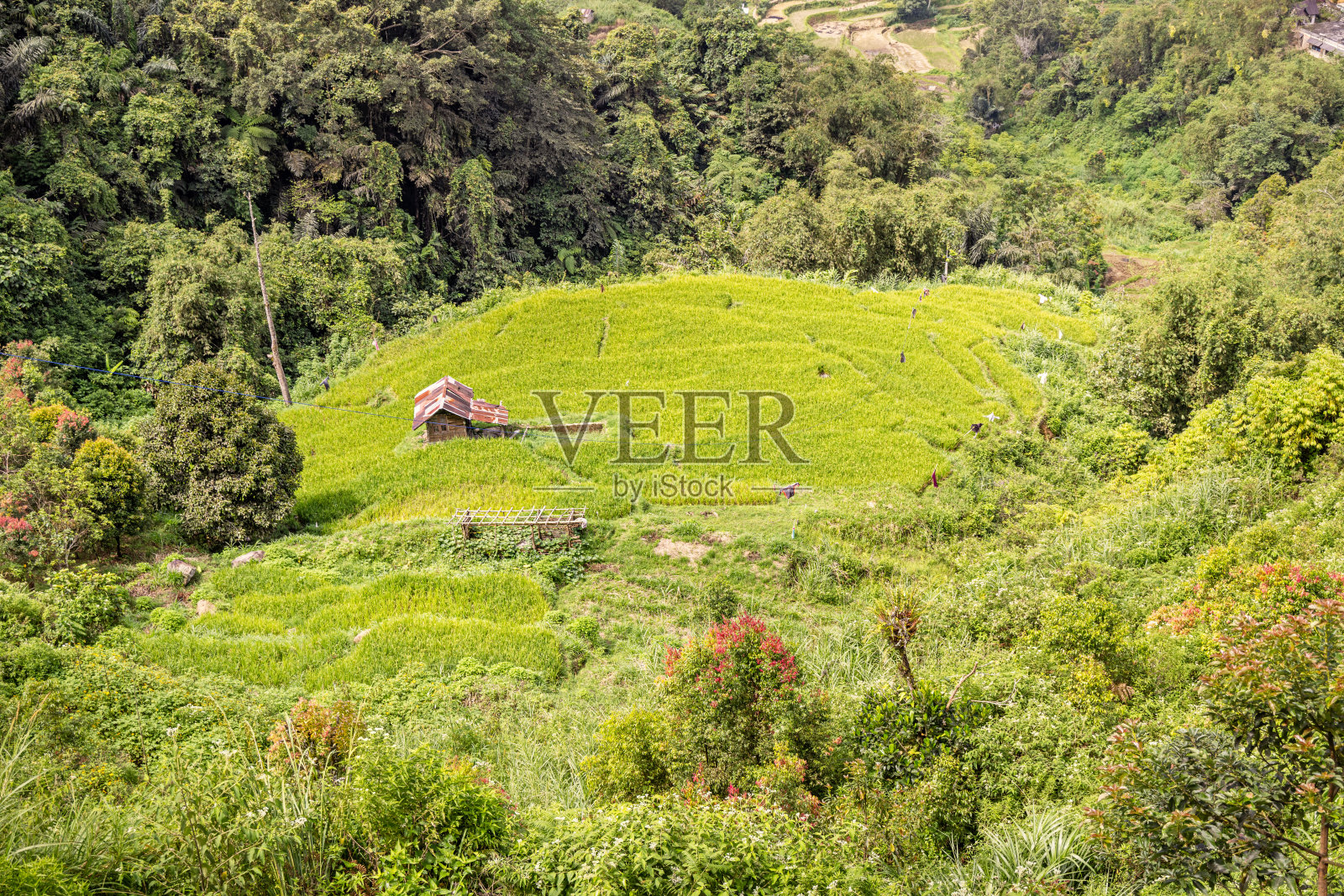 在田地的中央可以看到一个小的水稻农场照片摄影图片
