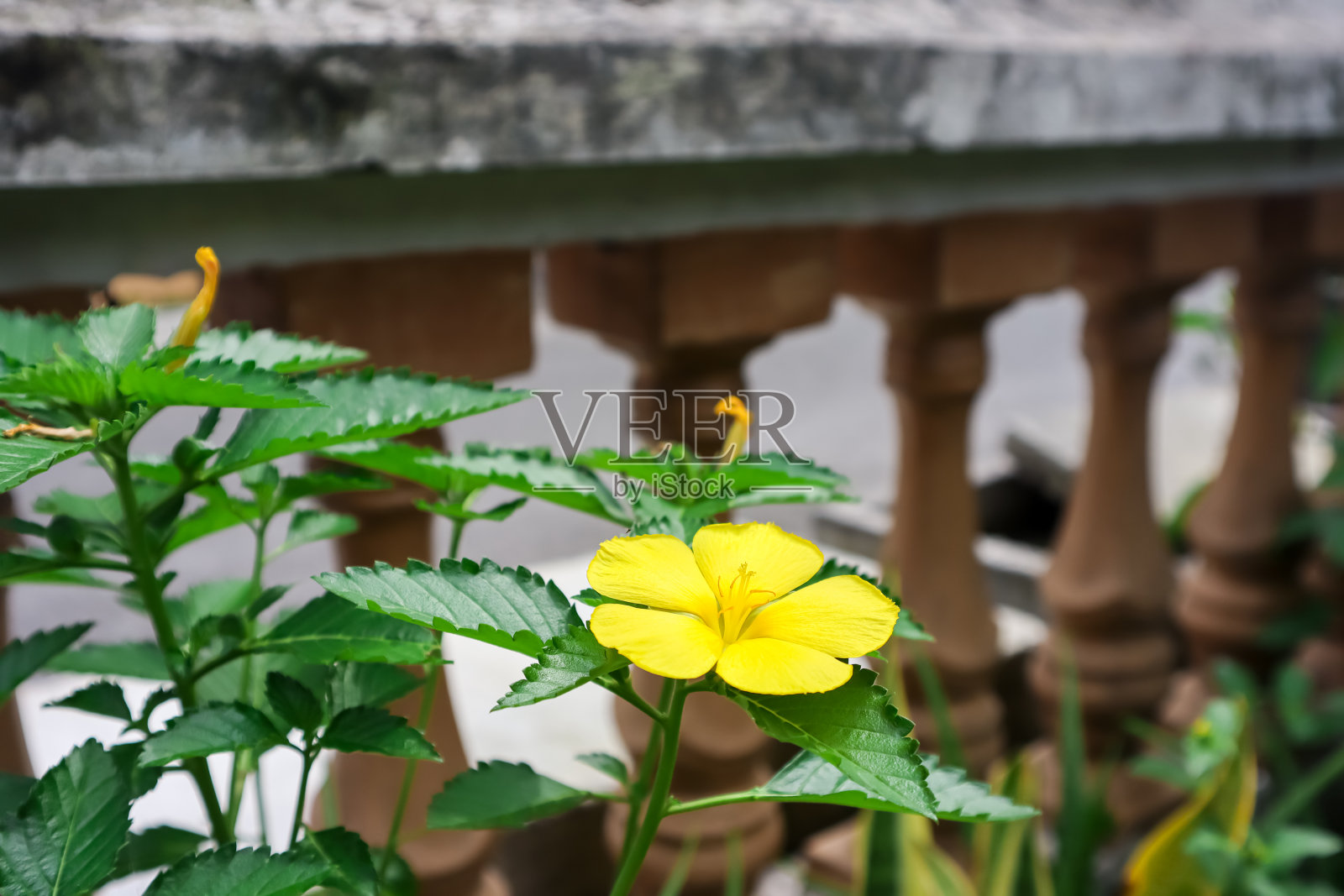 早晨盛开的花，杜鹃花照片摄影图片
