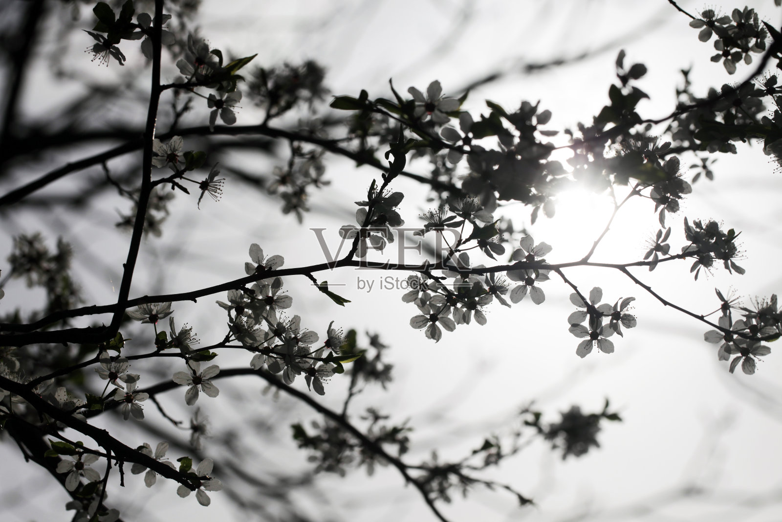 苹果花树枝。浅景深孤立。白色的薄片，小小的花朵。春天的树开花。阳光的植物。照片摄影图片