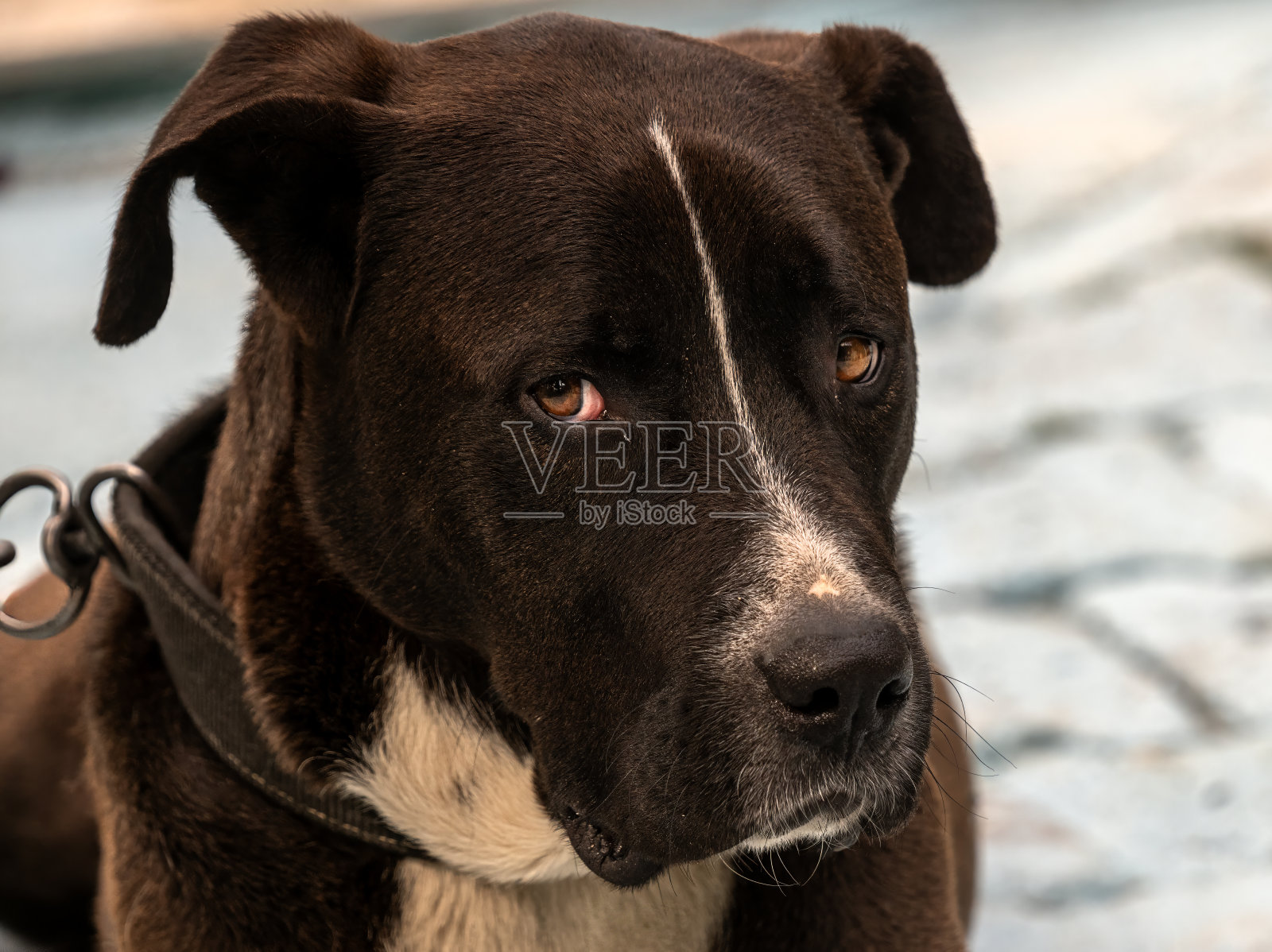 被拴着的狗的悲伤表情照片摄影图片