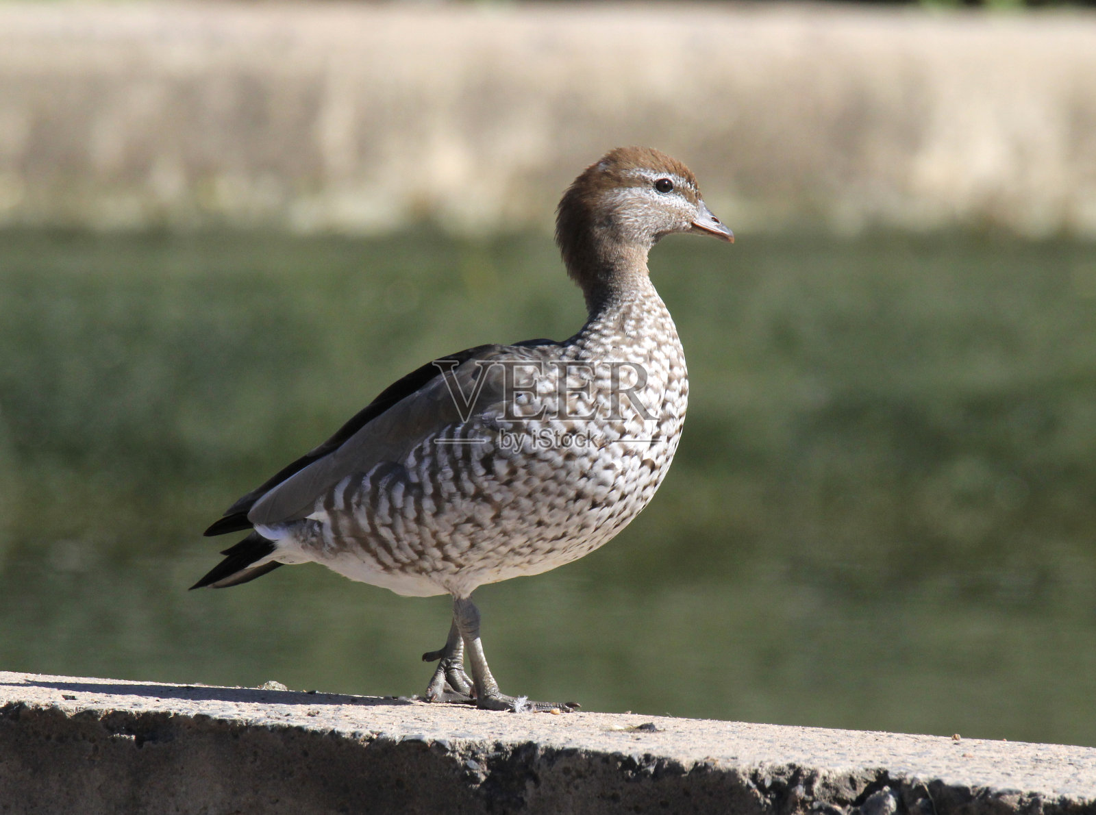 站在水泥墙上的澳大利亚木鸭照片摄影图片