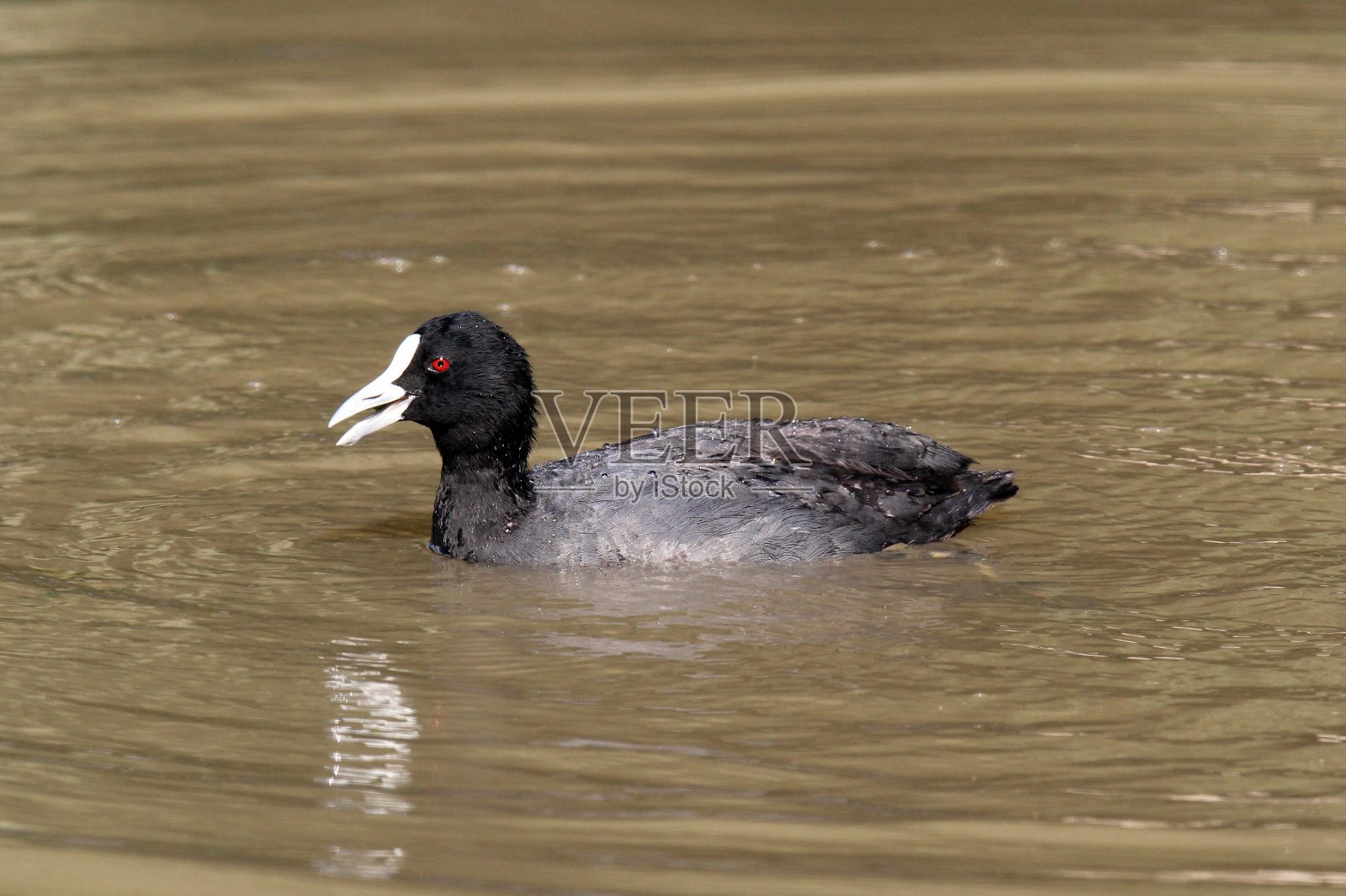 在池塘里游泳的欧亚白骨顶鸟照片摄影图片