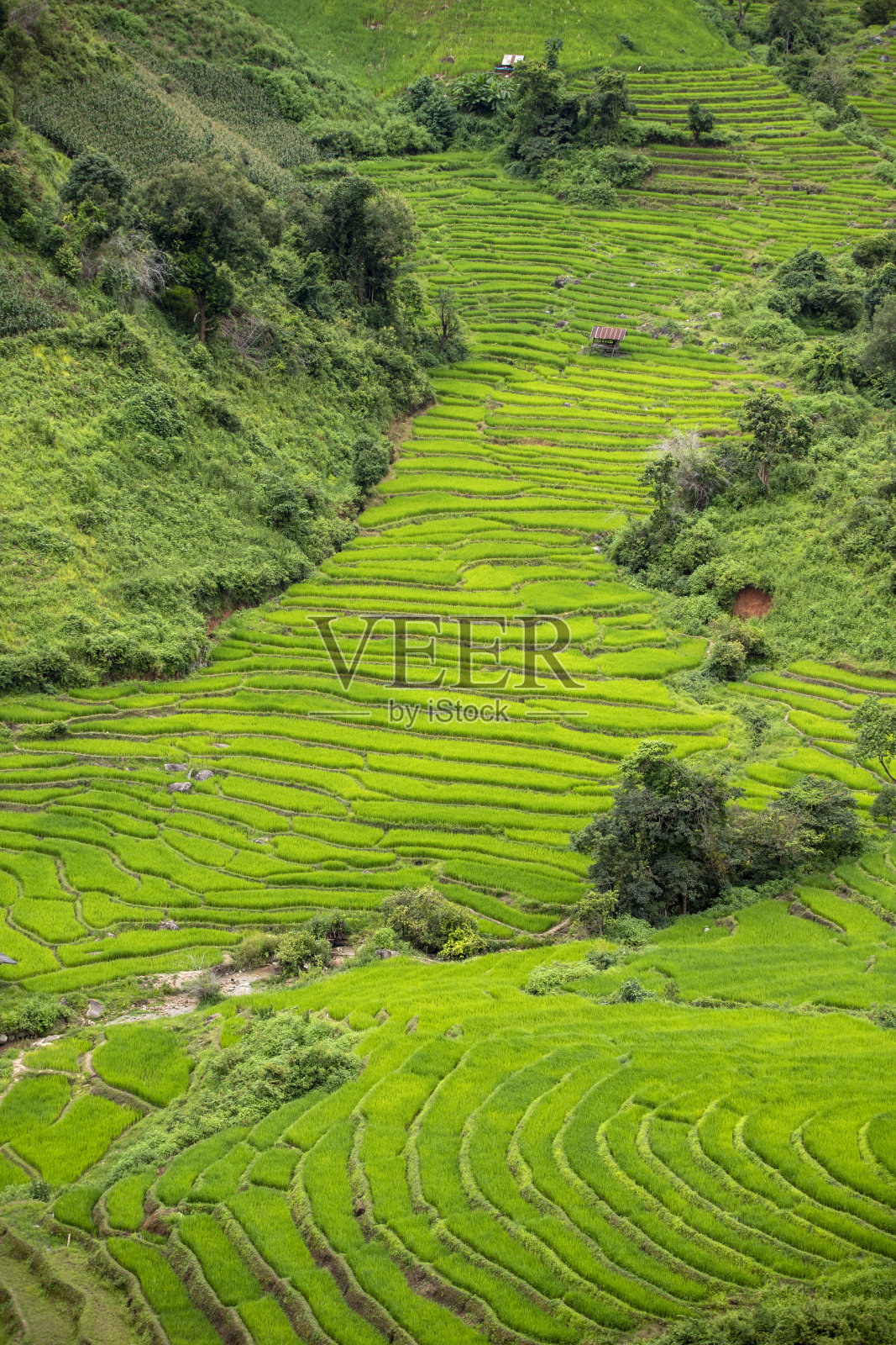 泰国北部清迈梅占的梯田照片摄影图片