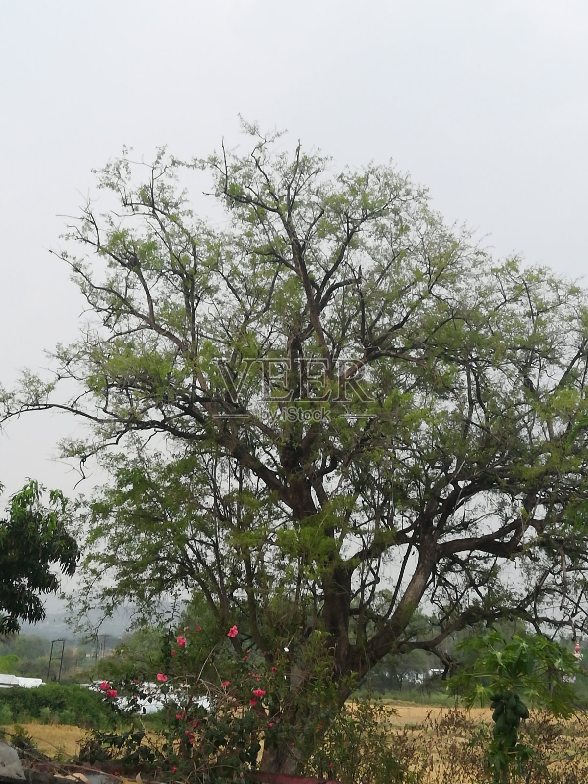 美丽的景色巨大的桉树的景色照片摄影图片