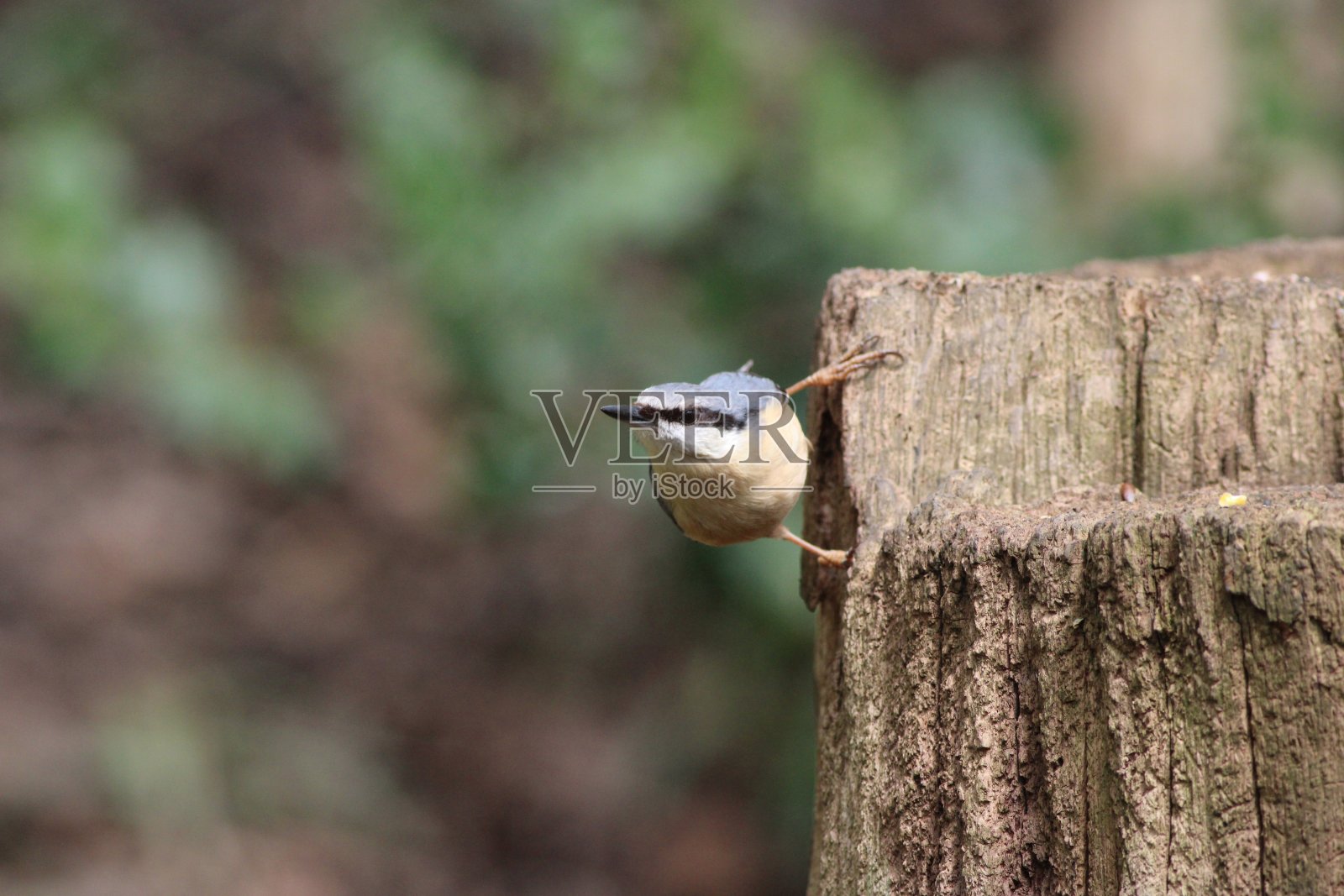 英国兰开夏郡的树桩上的Nuthatch - Sitta Europaea，春天/四月一个阳光明媚的下午照片摄影图片