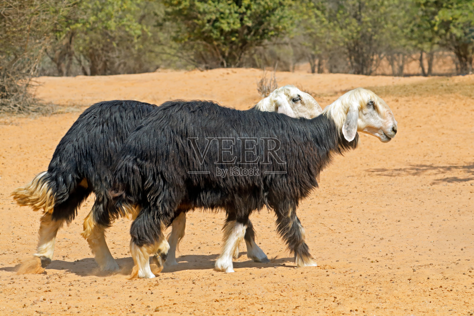 阿拉伯纳吉：阿拉伯半岛纳季德地区的家养绵羊品种照片摄影图片