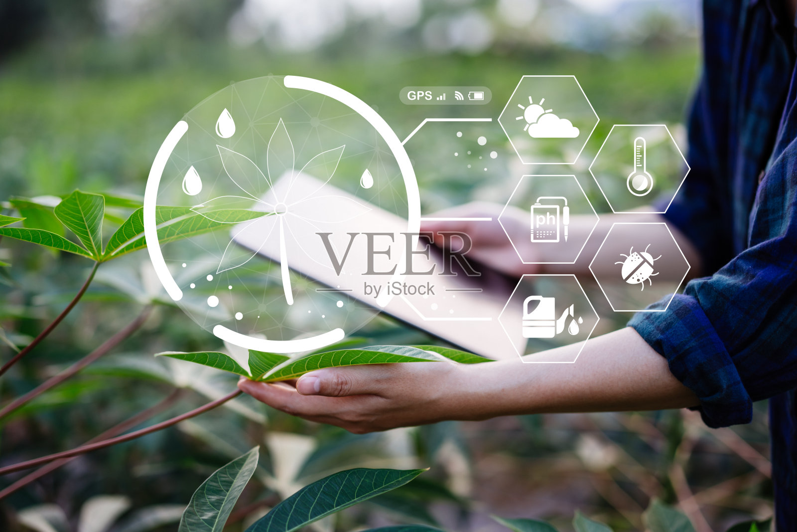 女农民在农场用平板检查木薯叶，科技创新农业，现代智慧农业理念。照片摄影图片