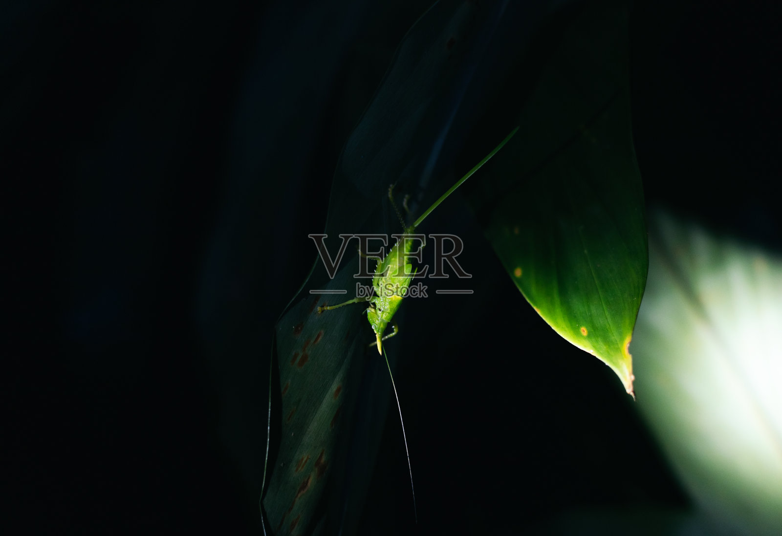 一只犀牛蚱蜢栖息在树叶上的夜间照片照片摄影图片