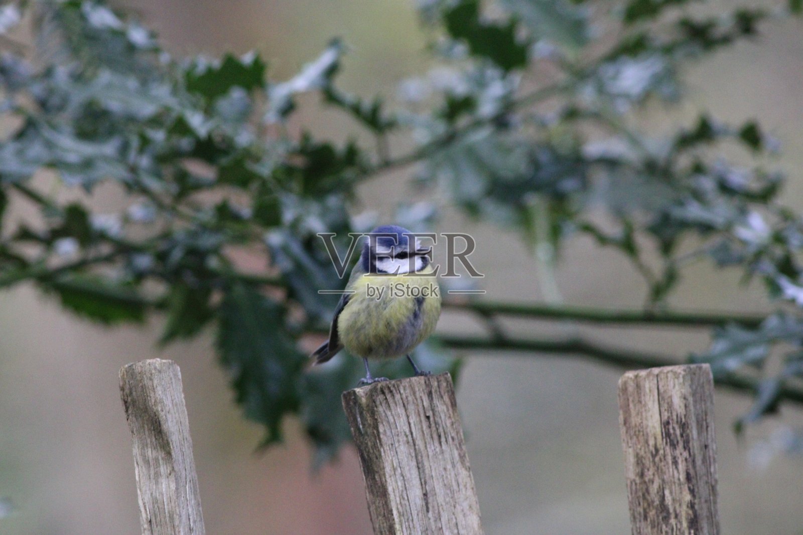 欧亚蓝山雀-蓝山雀在英国兰开夏郡的一个树桩上，在春天/四月一个阳光明媚的下午照片摄影图片