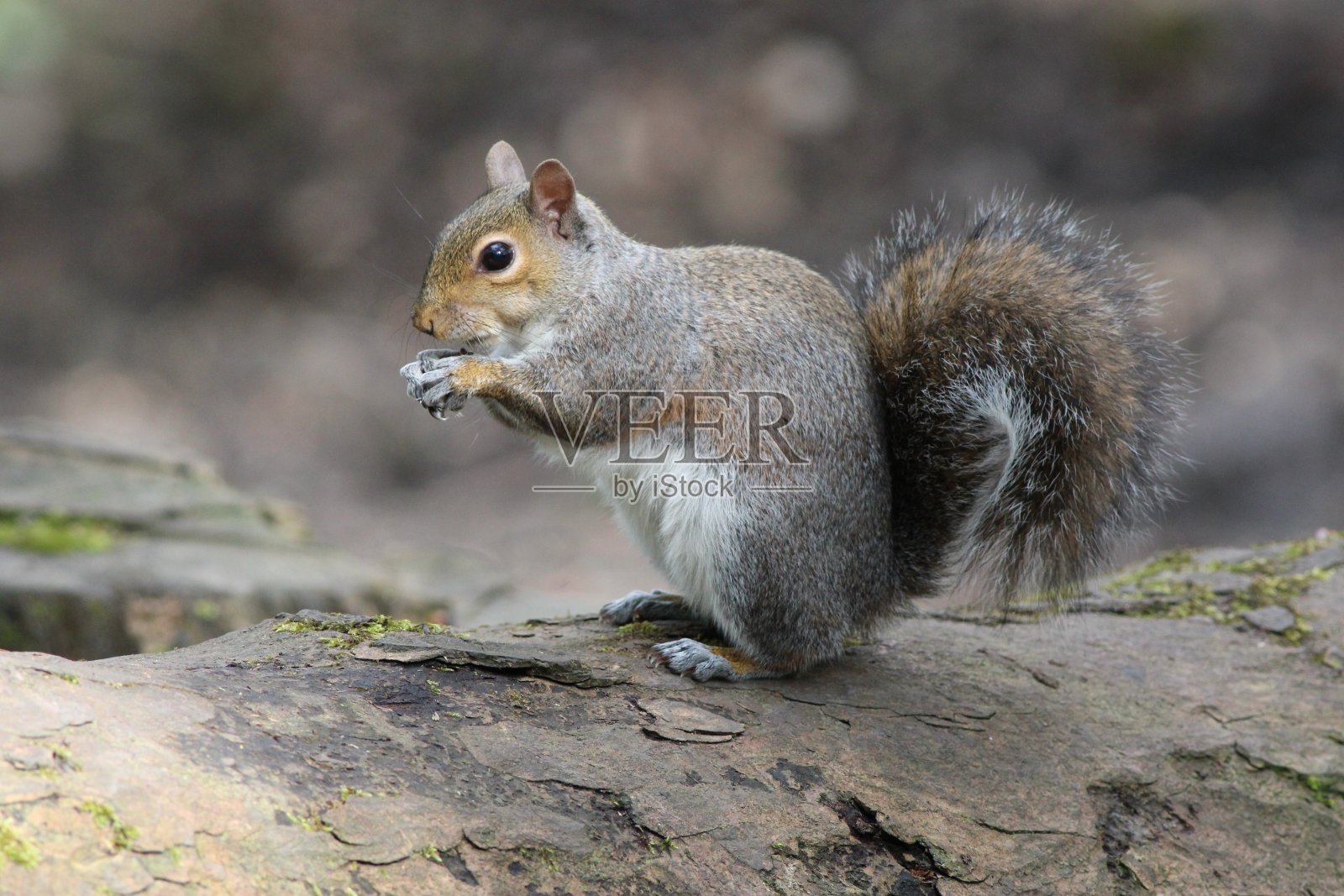 4月一个阳光明媚的春日下午，英国兰开夏郡的一处林地里，灰松鼠卡洛林松鼠坐在一根原木上照片摄影图片