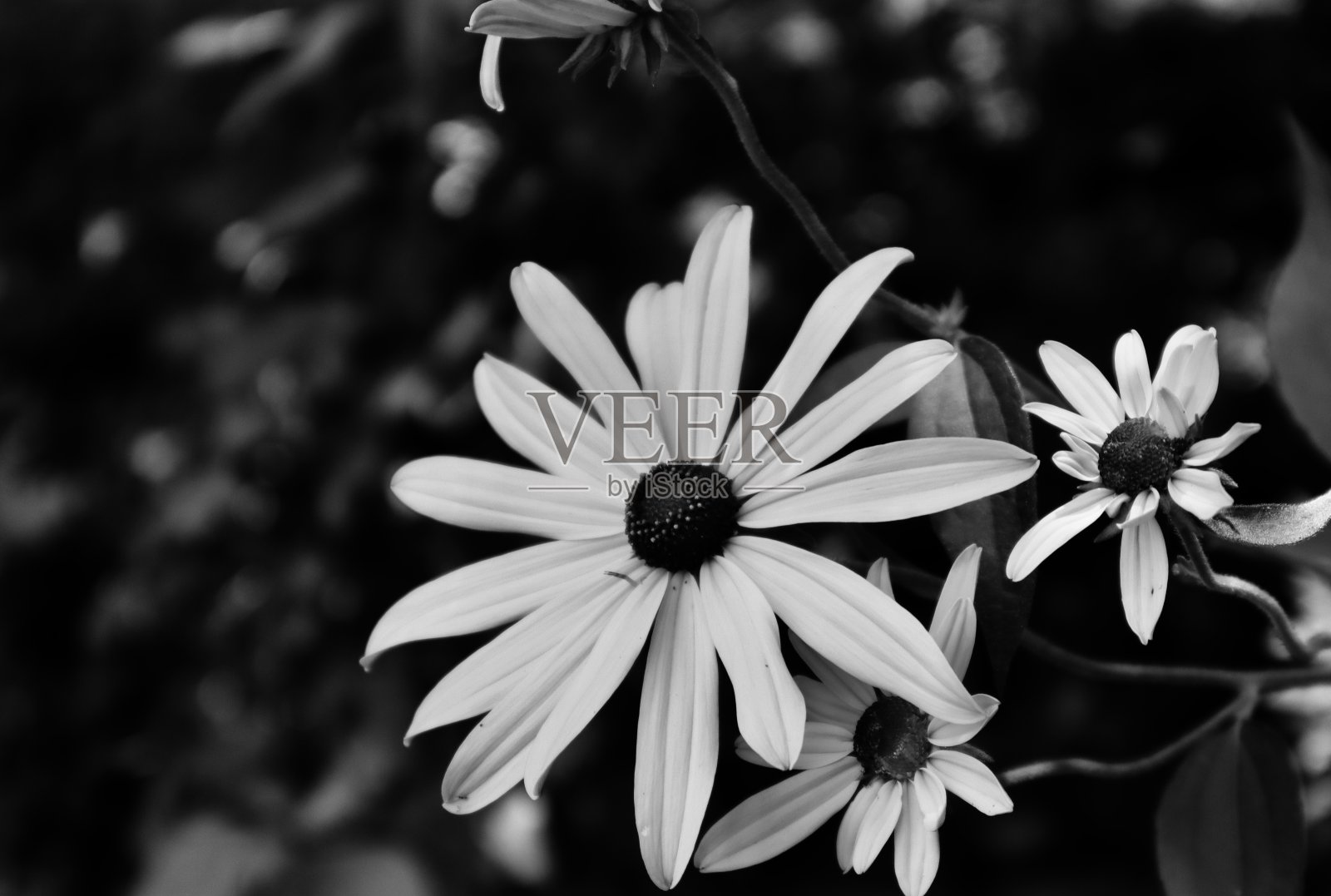 黑与白的花照片摄影图片