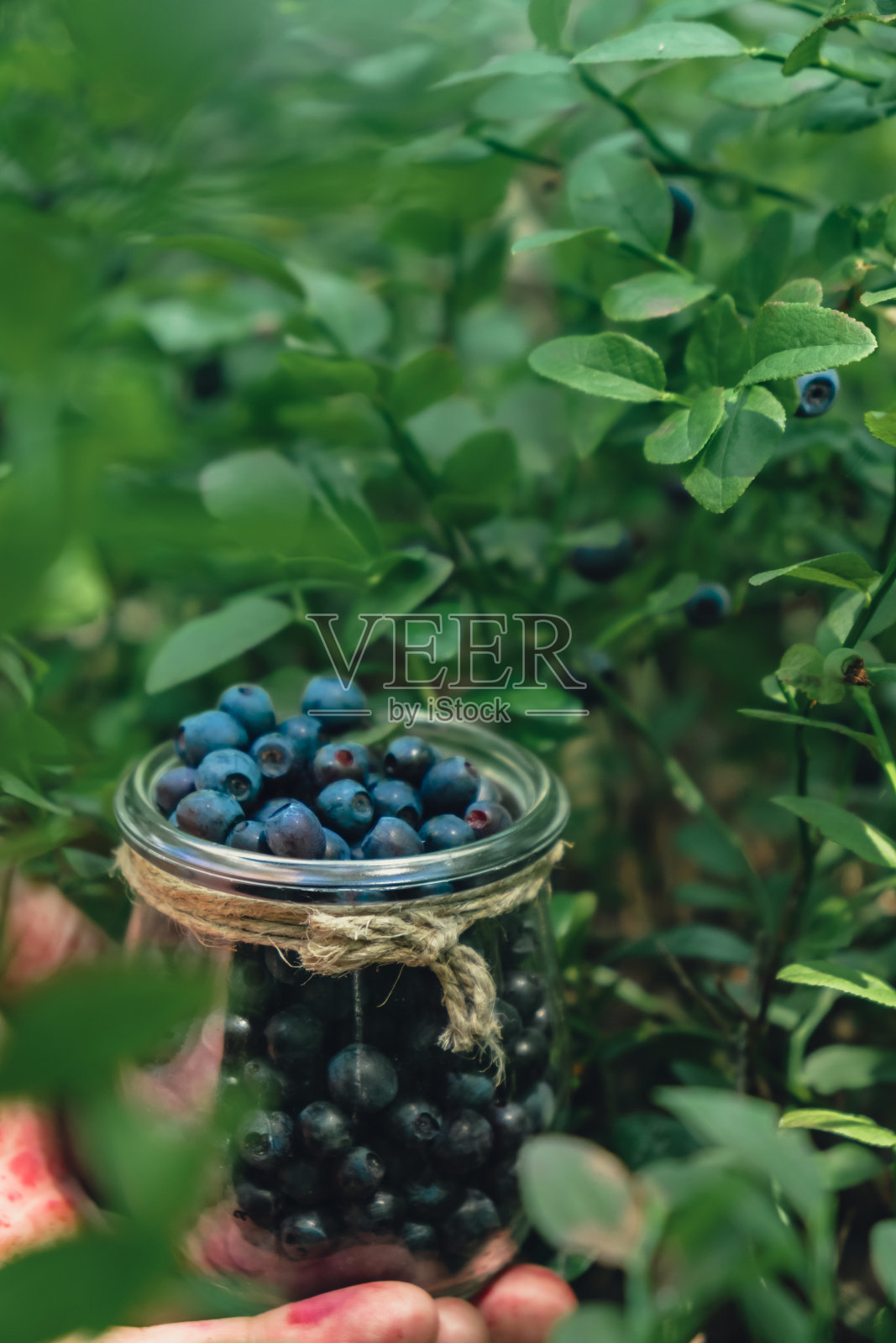 男性在森林里采摘蓝莓的特写。人类采收浆果，过程中采集，将收获的浆果放入森林中的玻璃罐中。成熟的野生黑莓越橘丛照片摄影图片