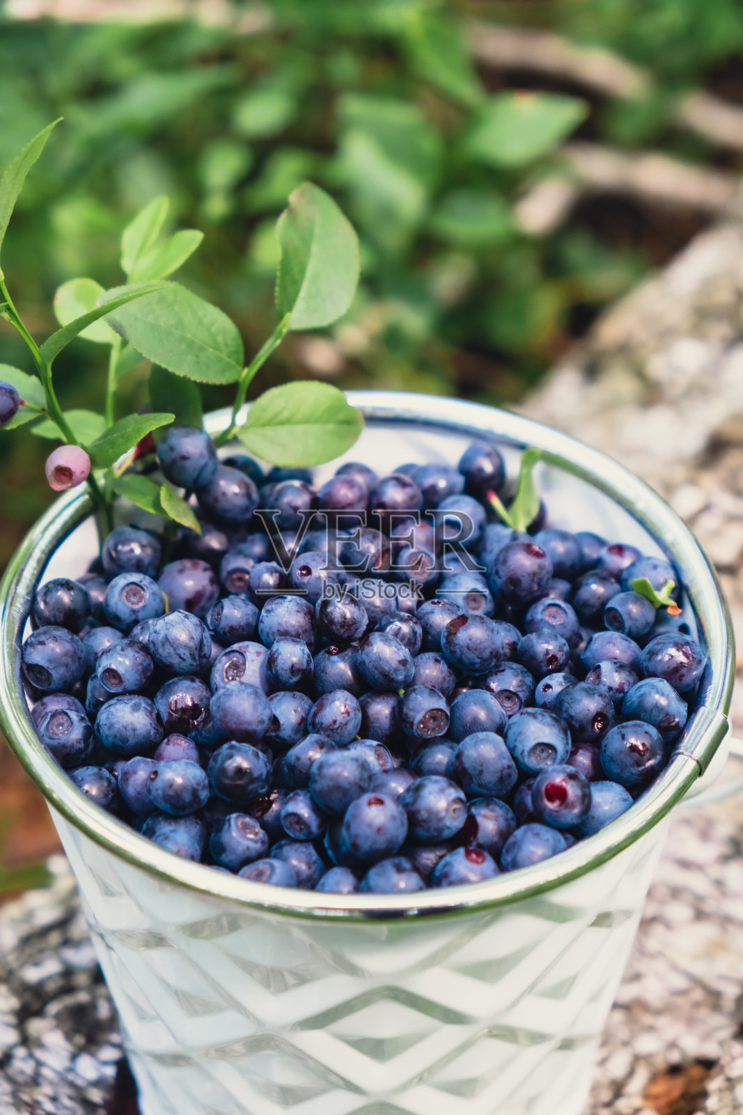 蓝莓的特写，在白色的桶里，在森林里有绿色的叶子。乡村生活园艺生态生活采摘浆果，采摘过程中，将收获的浆果放入森林中的玻璃罐中。成熟的野生黑莓越橘丛照片摄影图片