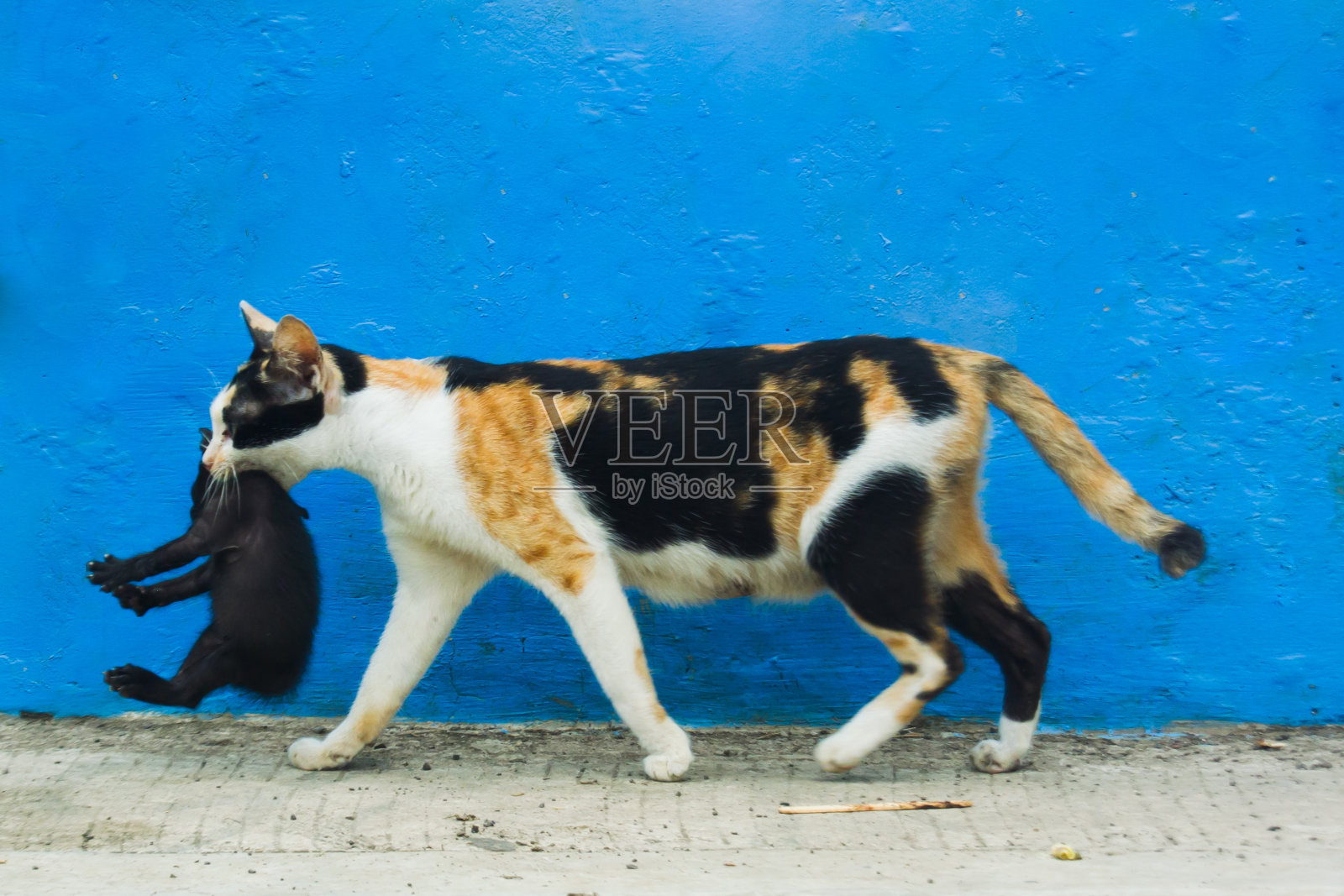 一只关心小猫的猫妈妈照片摄影图片