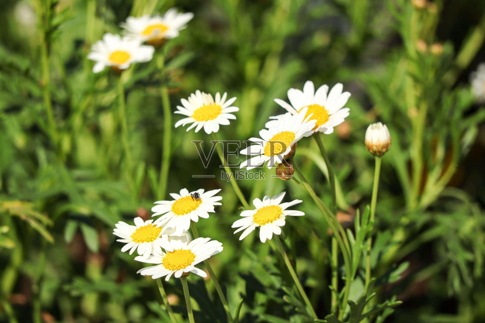 花园里美丽的牛眼雏菊。自然背景。享受放松的自然概念。照片摄影图片